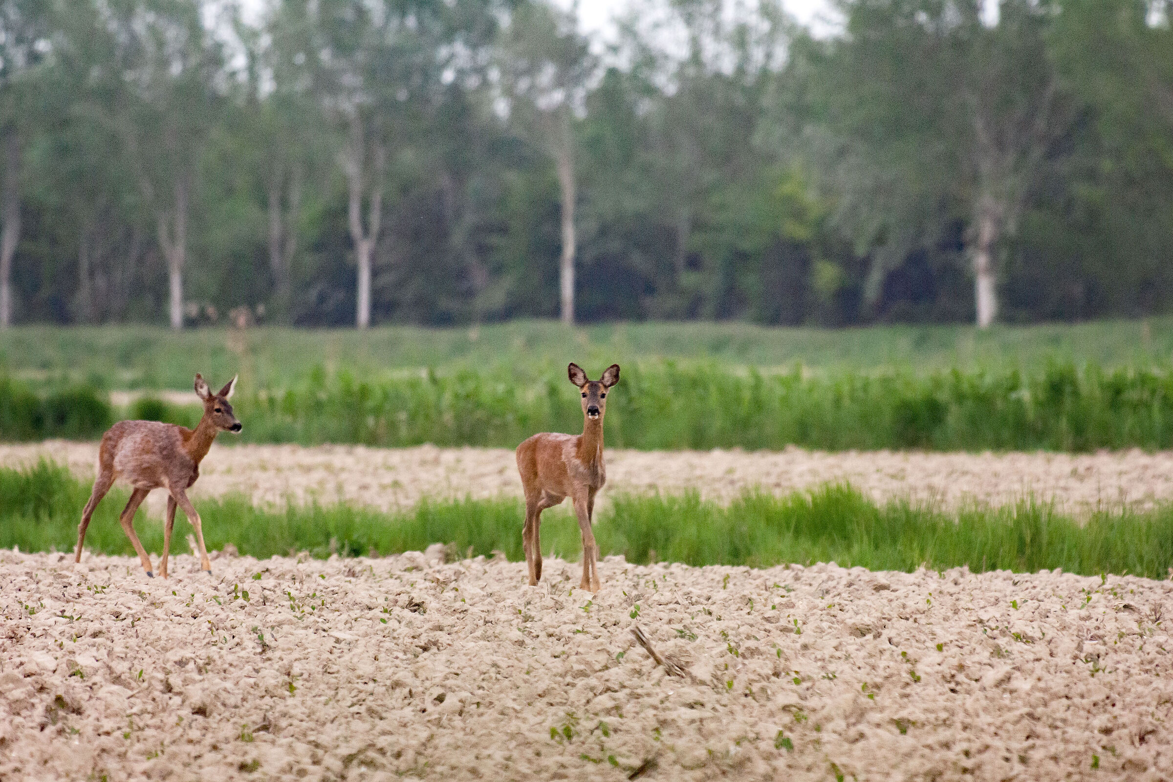 Pleasant meetings in Vallevecchia