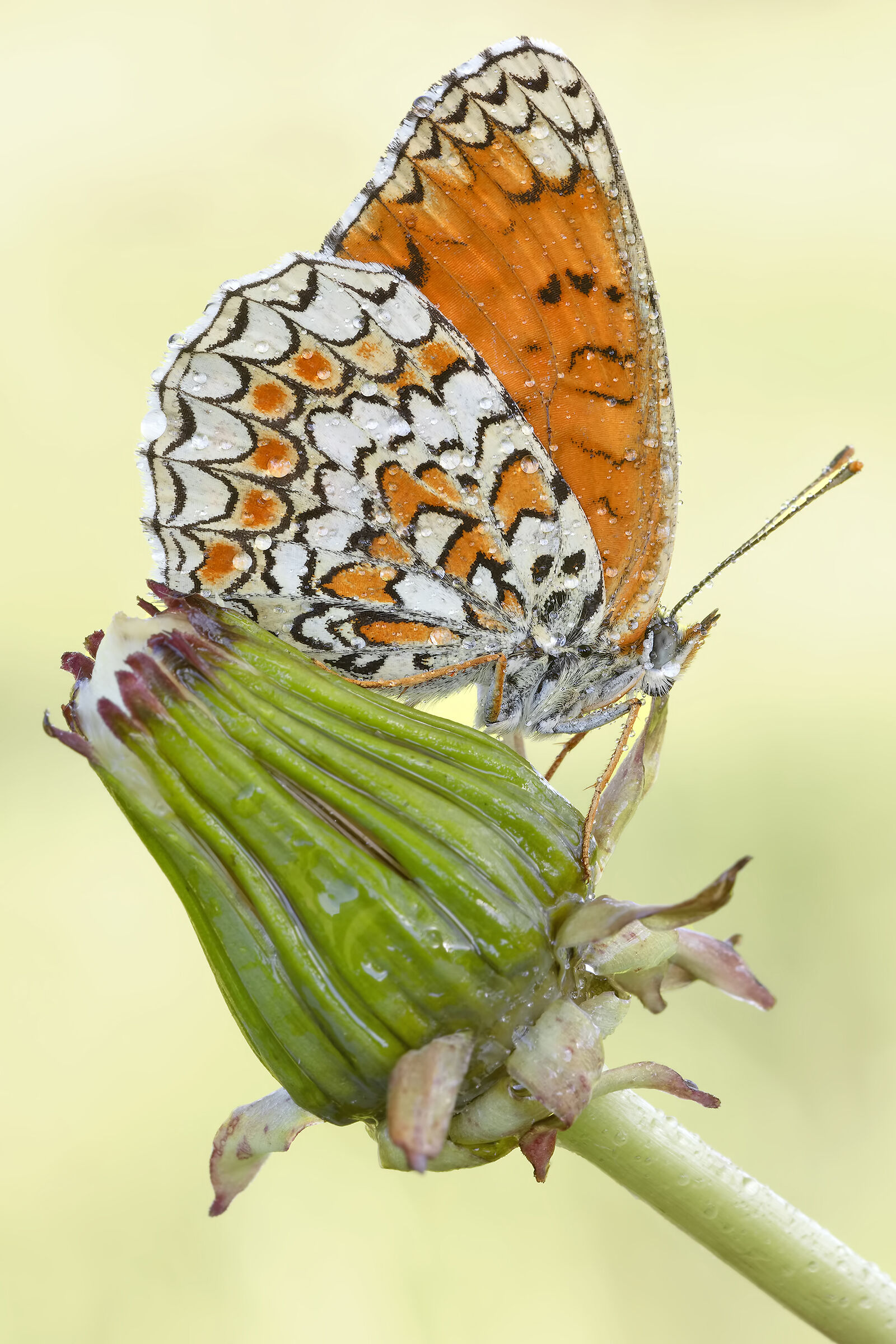 melitaea phoebe