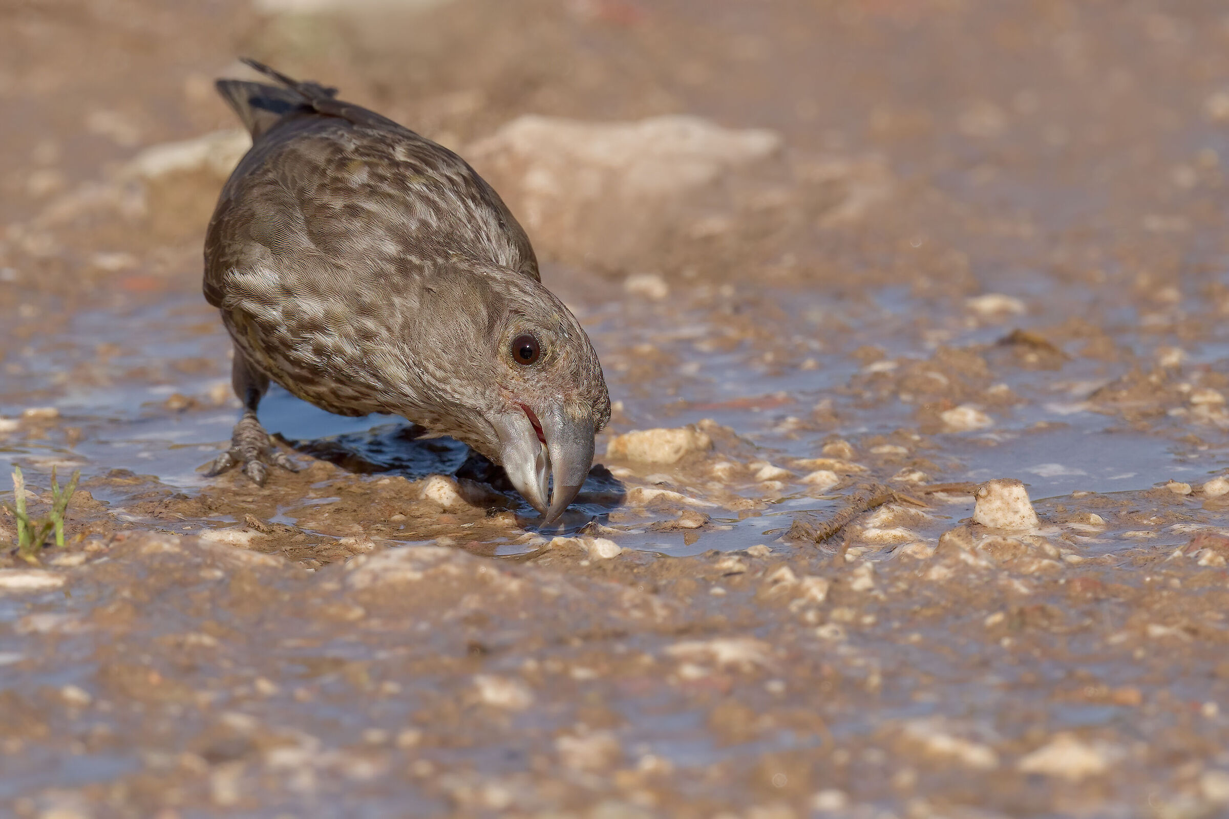 Cruises (Loxia curvirostra)