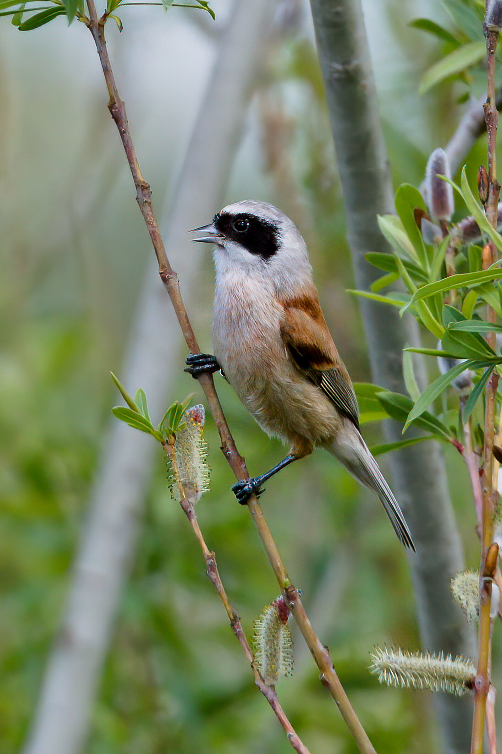 Pendolino(Remiz pendulinus)