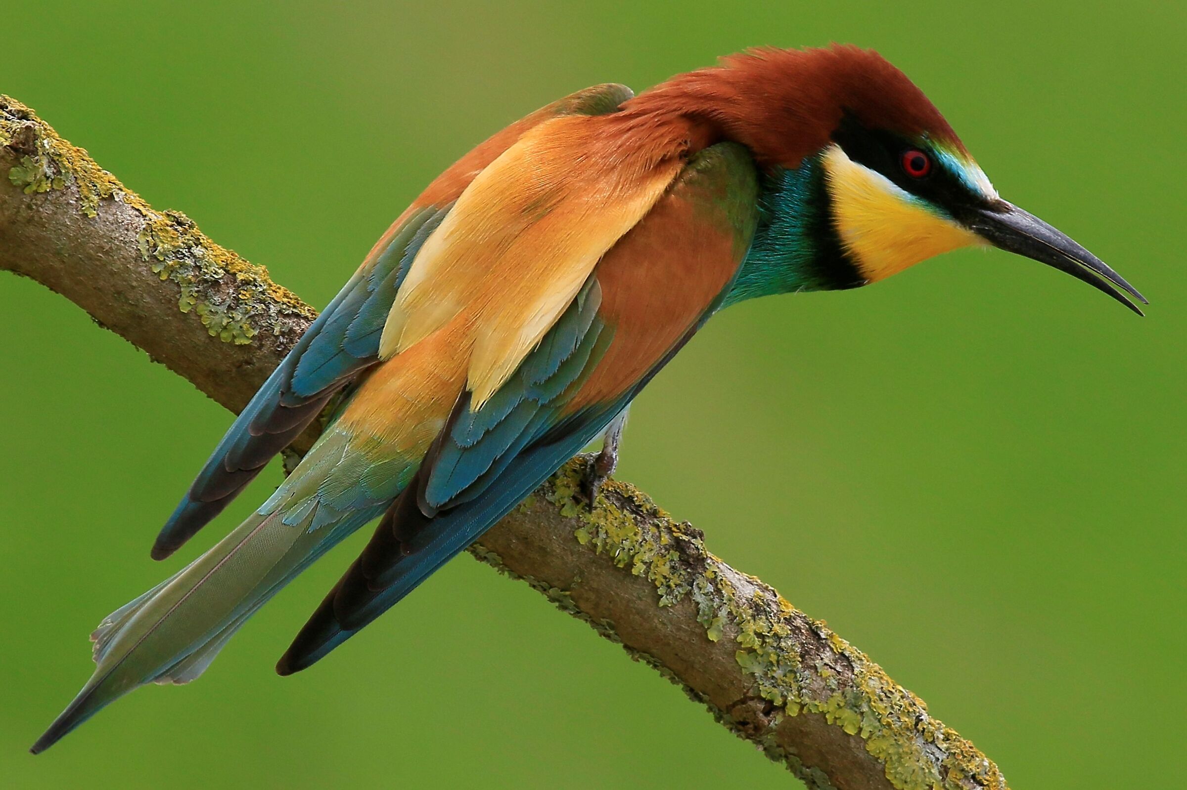 Gruccioni 2021 Looking for insects