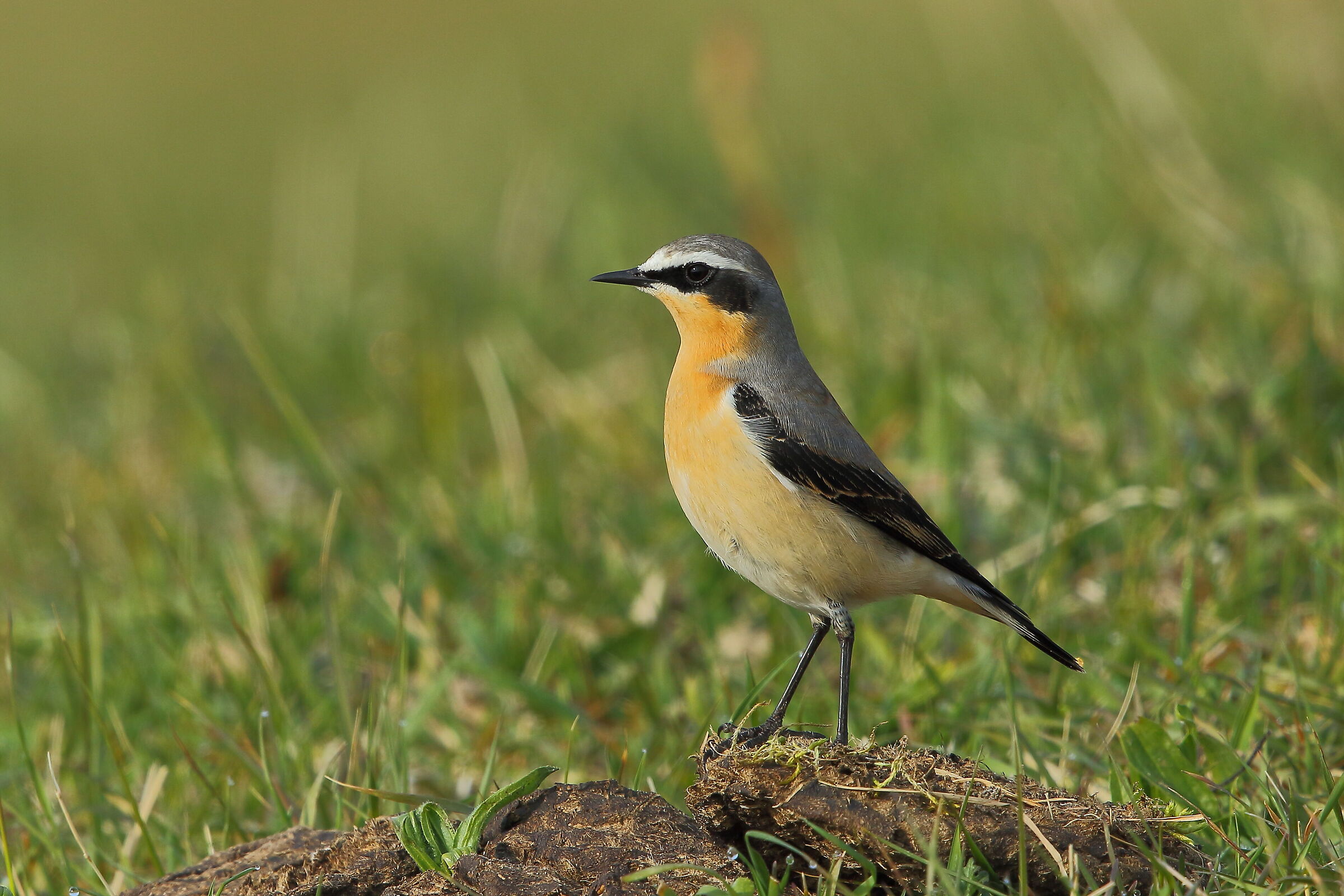 northern wheatear