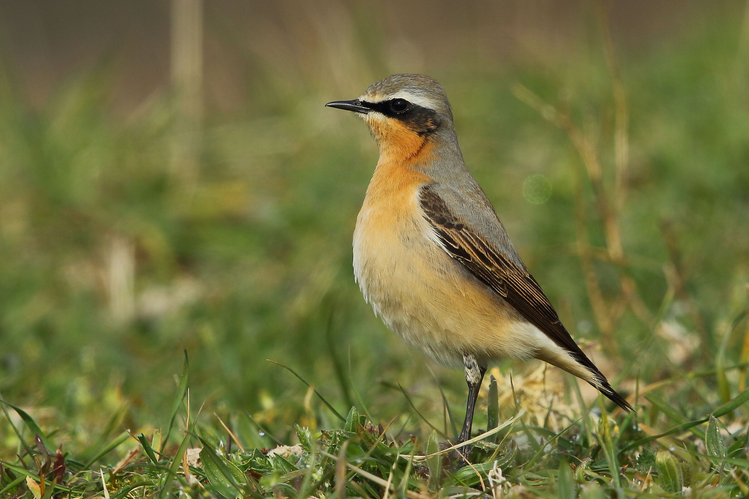 northern wheatear