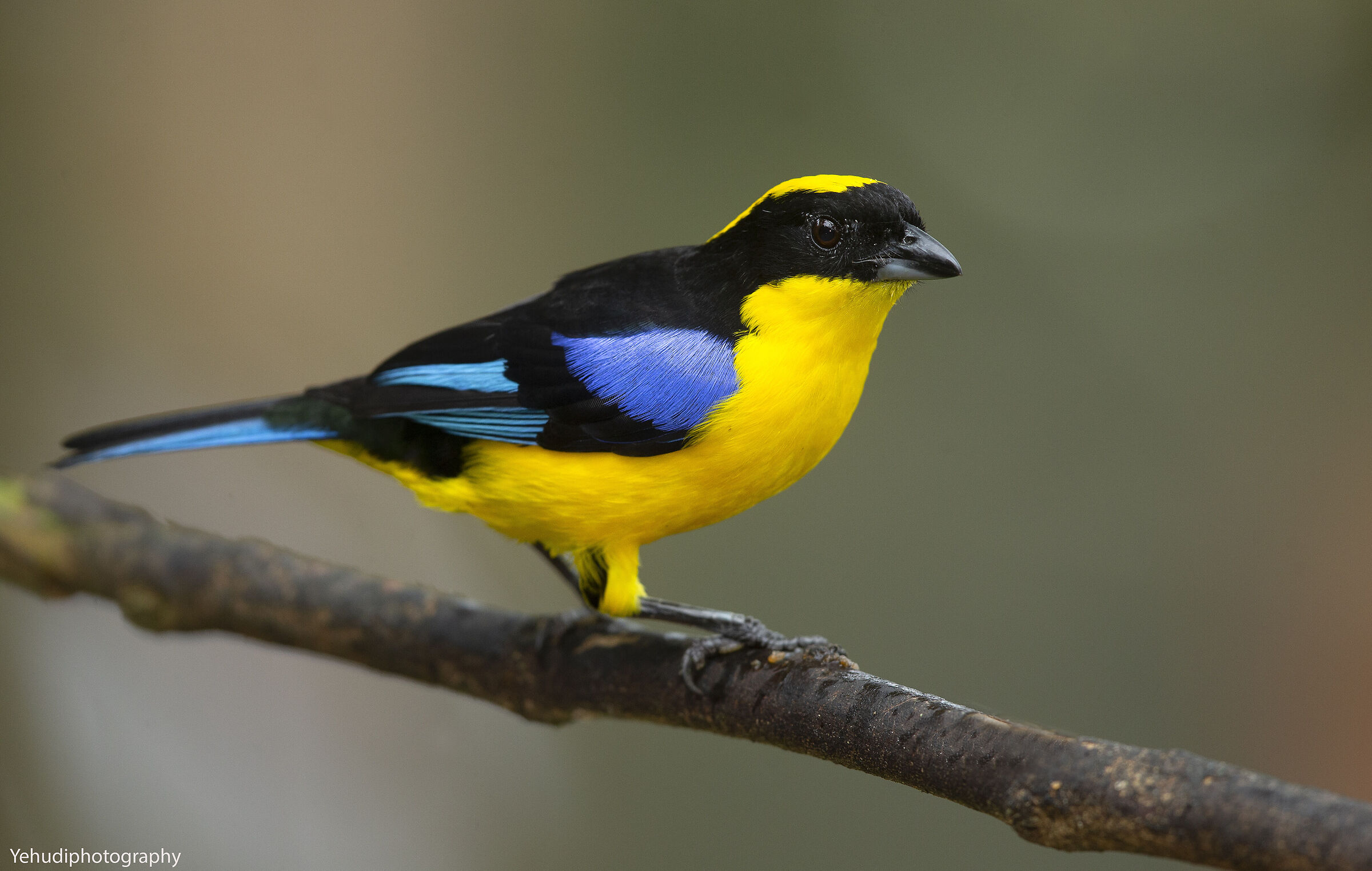 Blue Winged Mountain Tanager