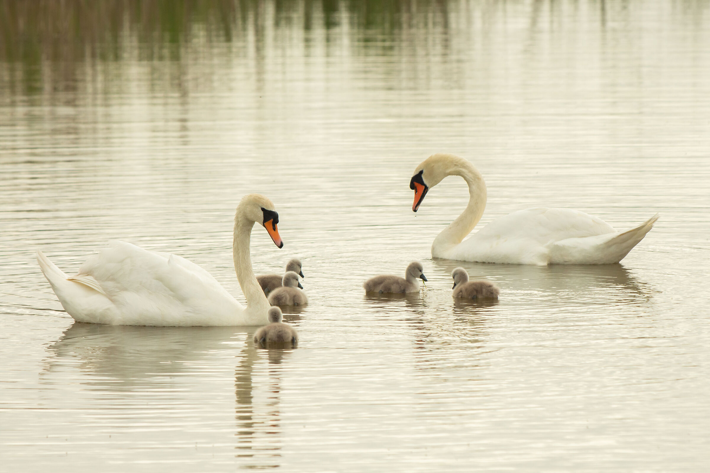 A family swim