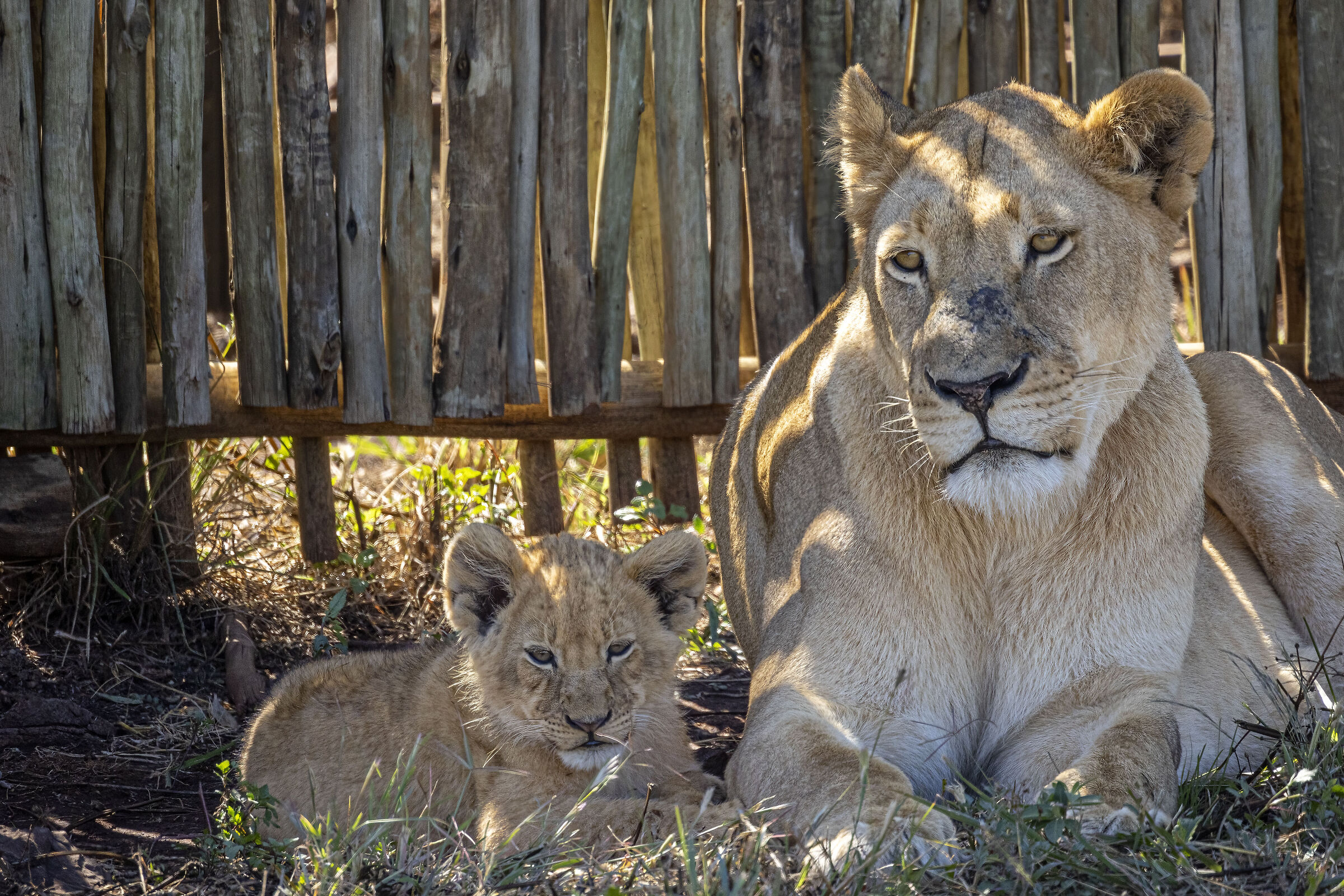 Mom Lioness and Puppies