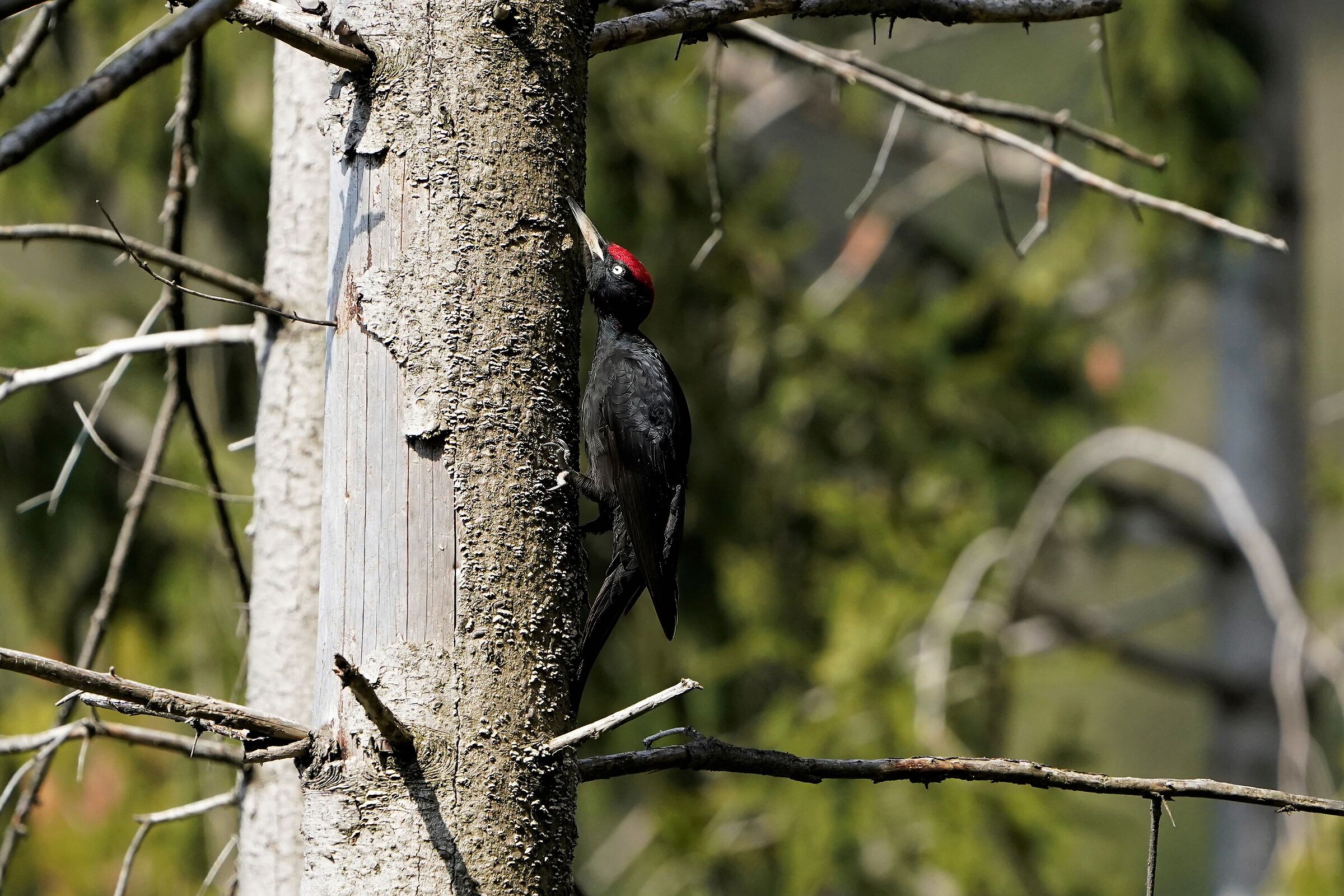 black woodpecker m.