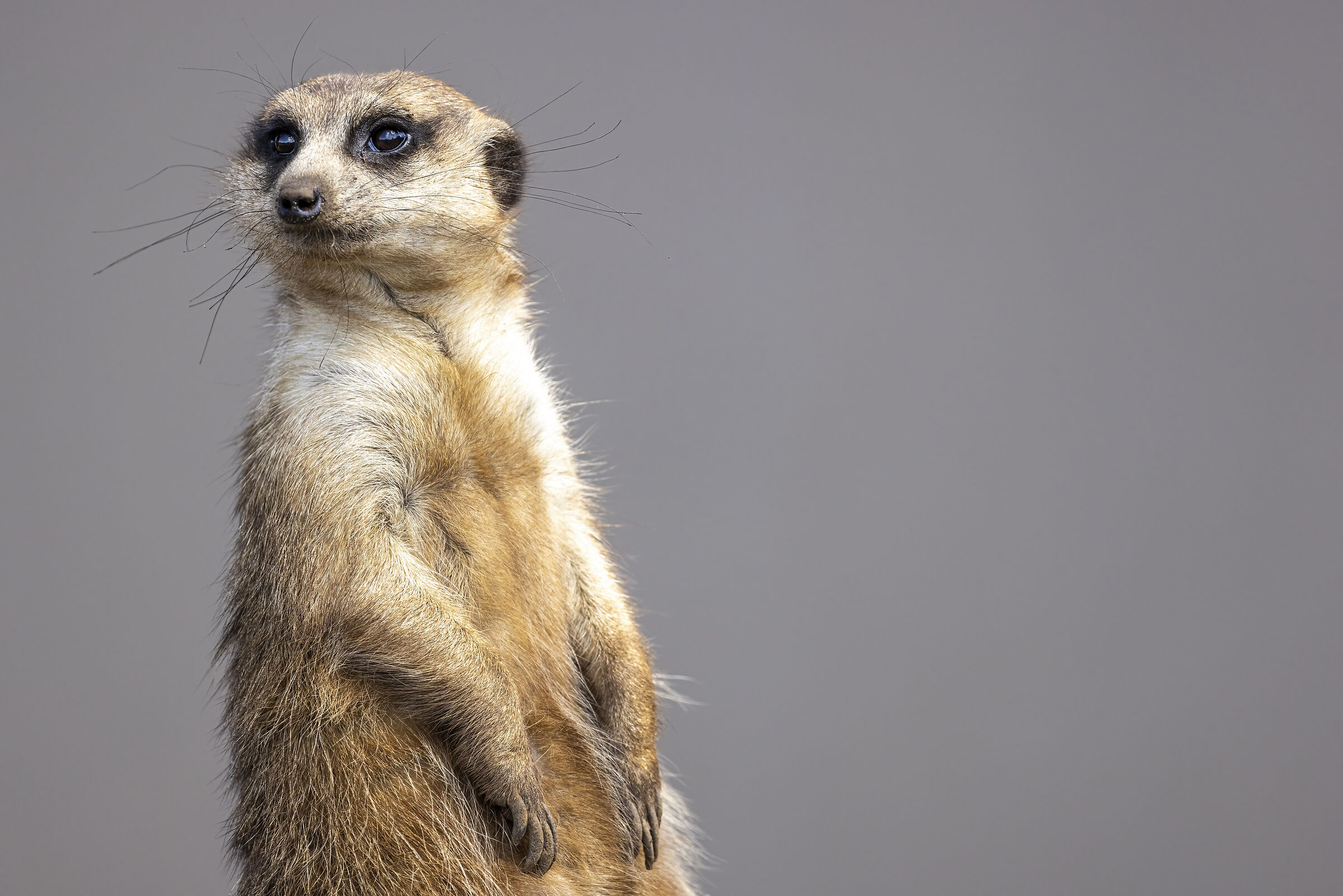 Meerkat