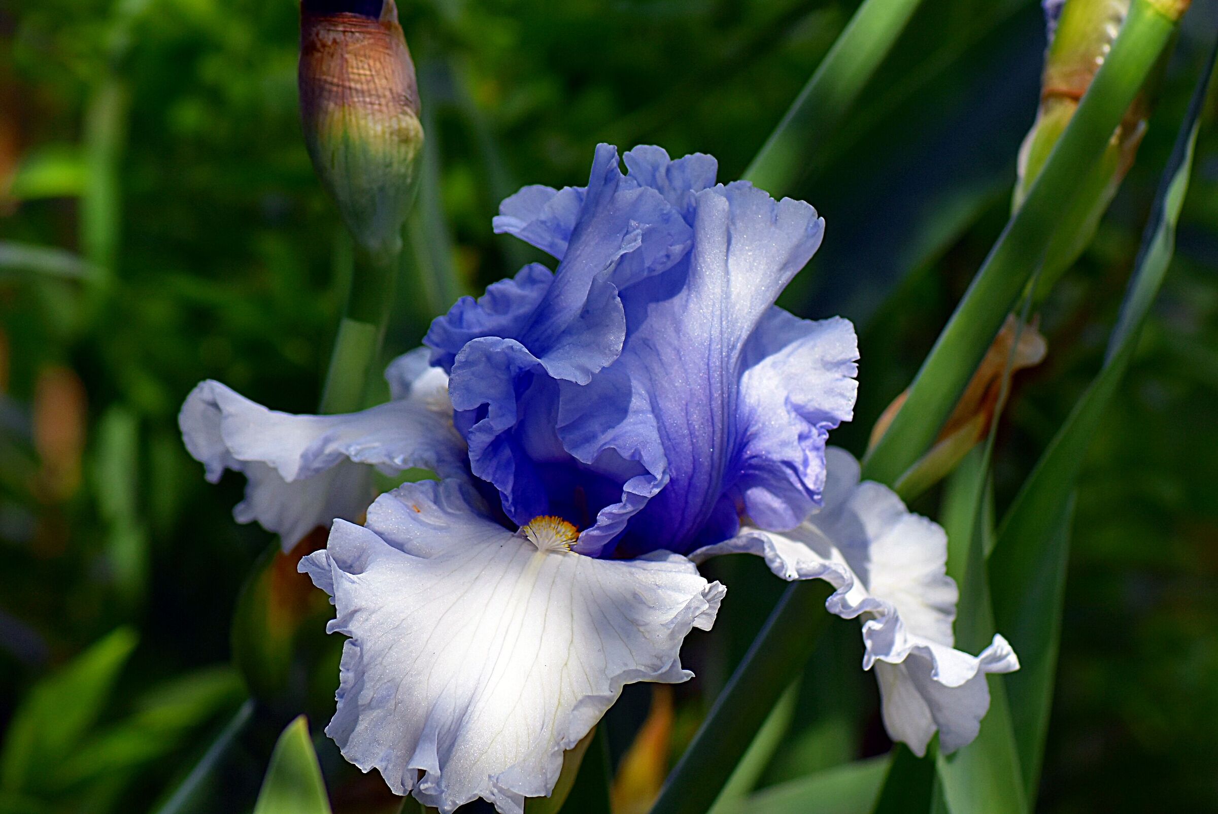 Visita al giardino degli iris