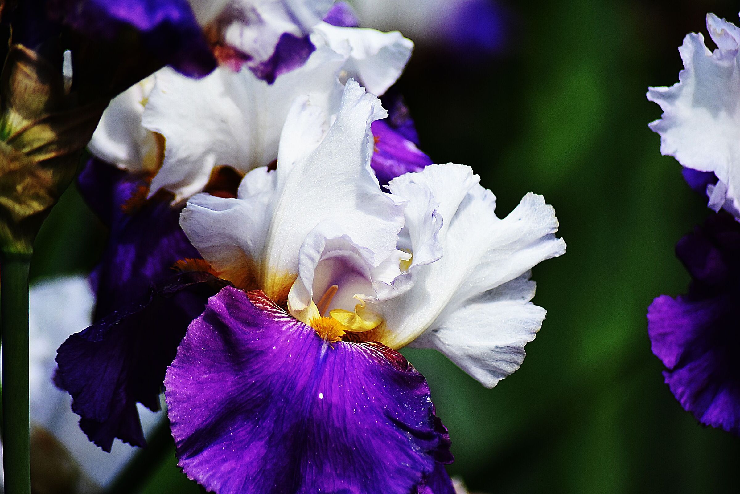 Visita al giardino degli iris