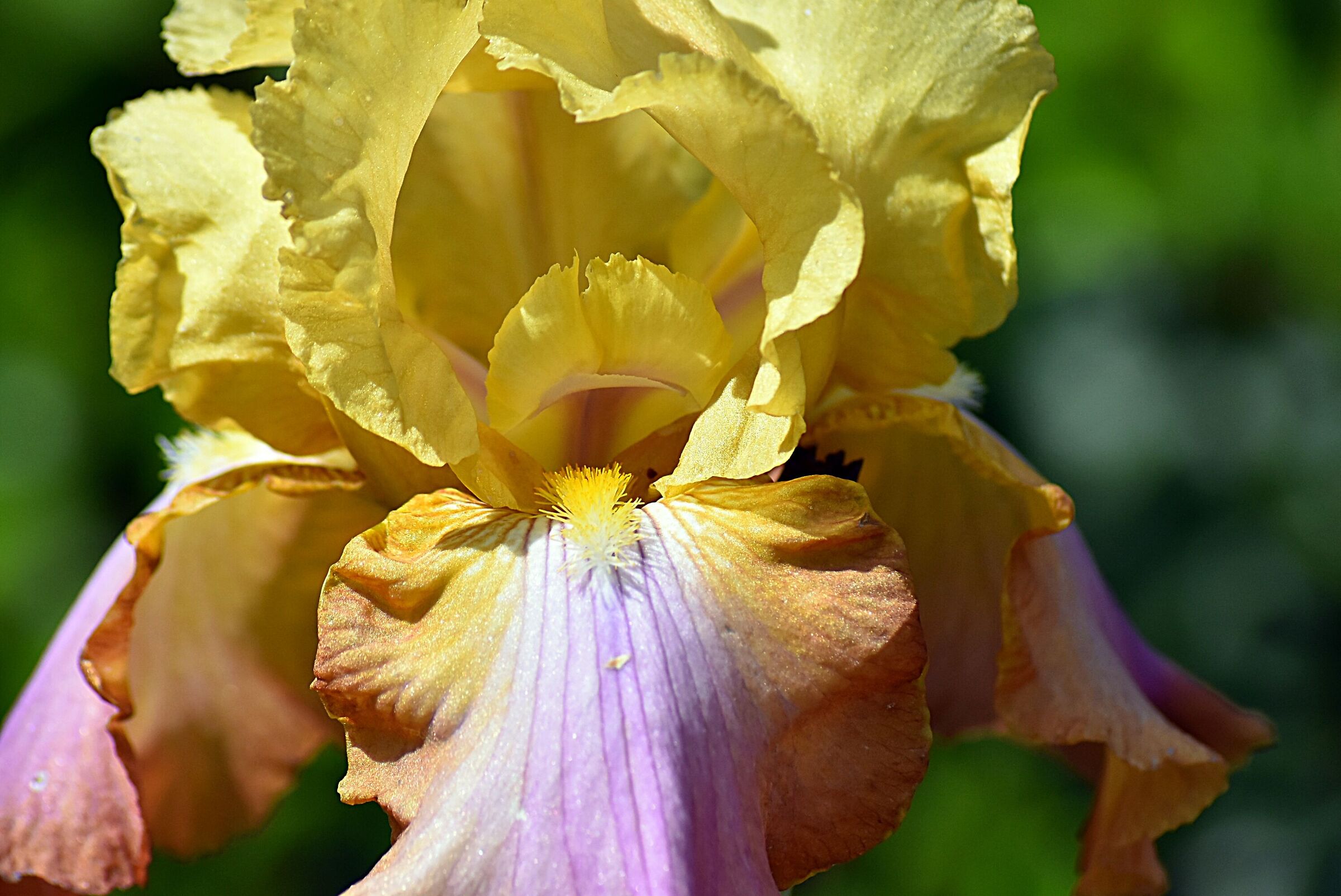 Visita al giardino degli iris