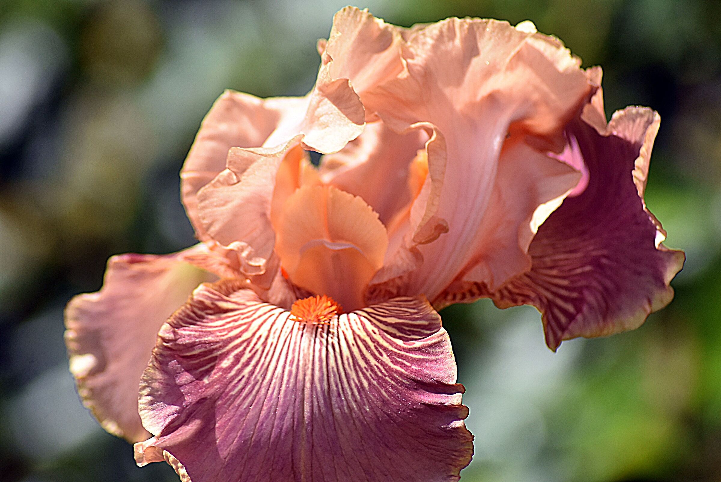 Visita al giardino degli iris
