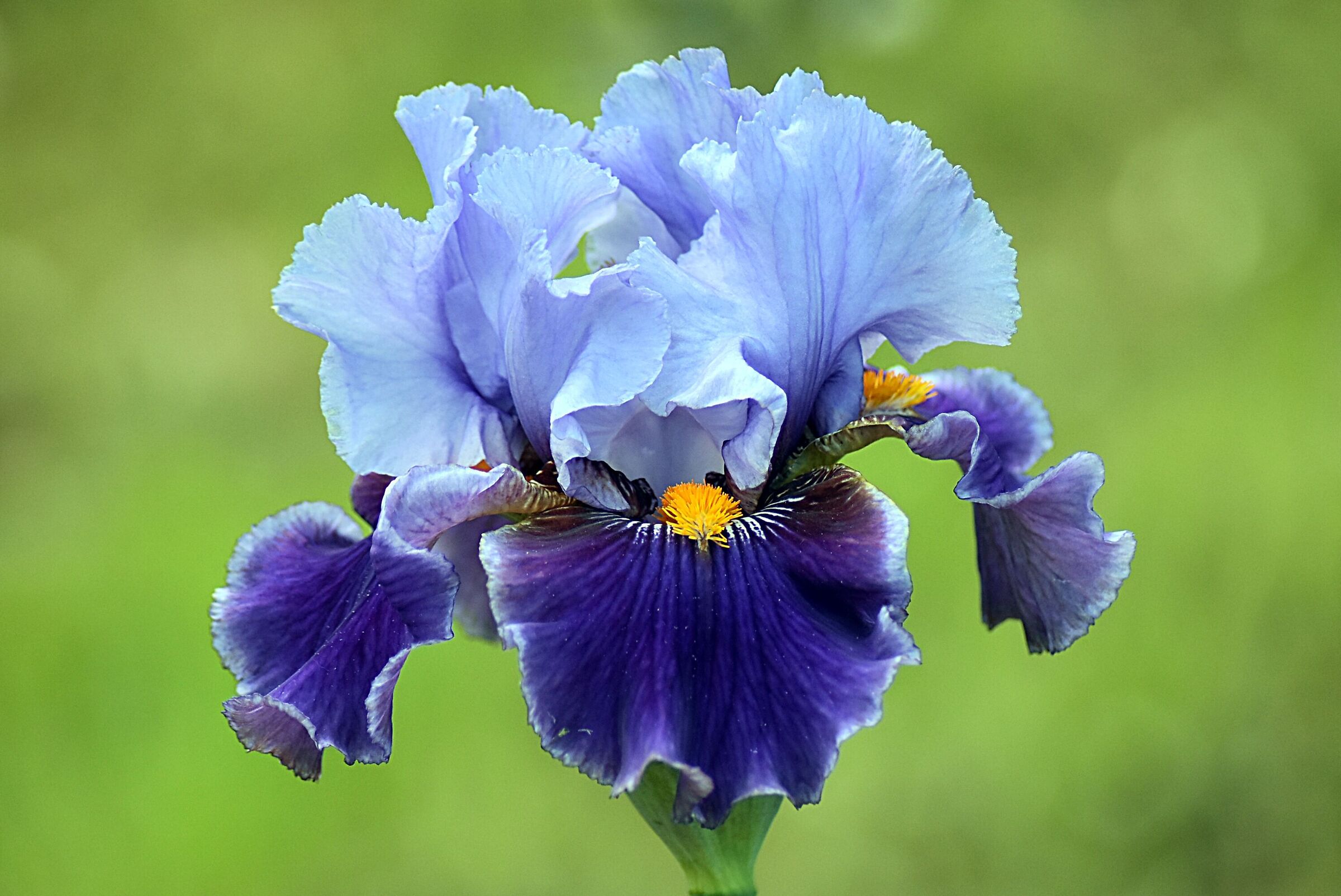 Visita al giardino degli iris