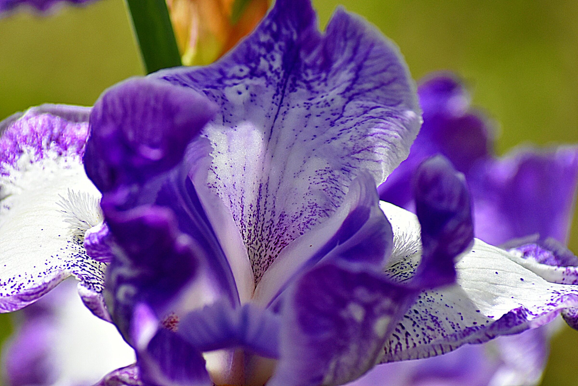 Visita al giardino degli iris