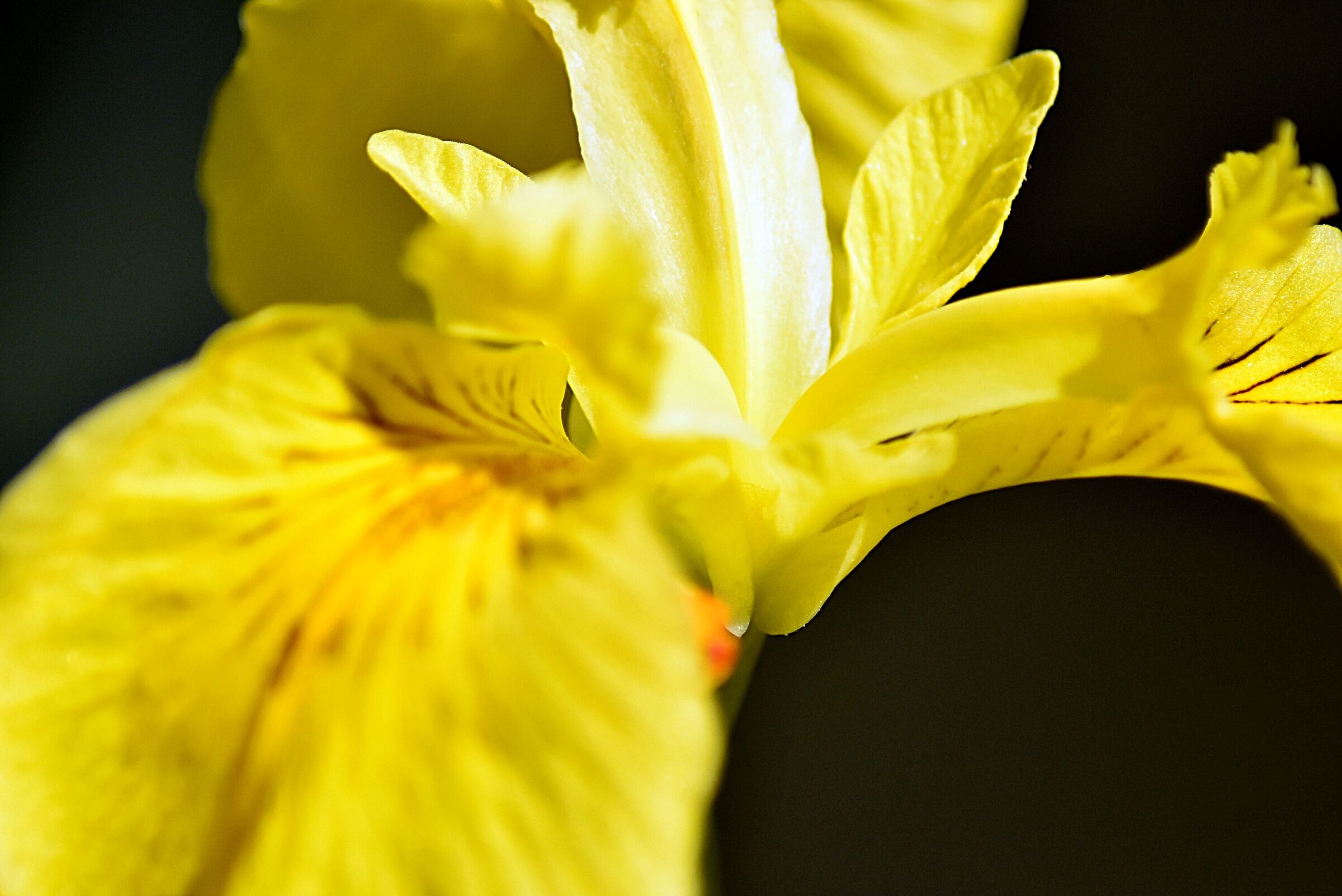 Visita al giardino degli iris