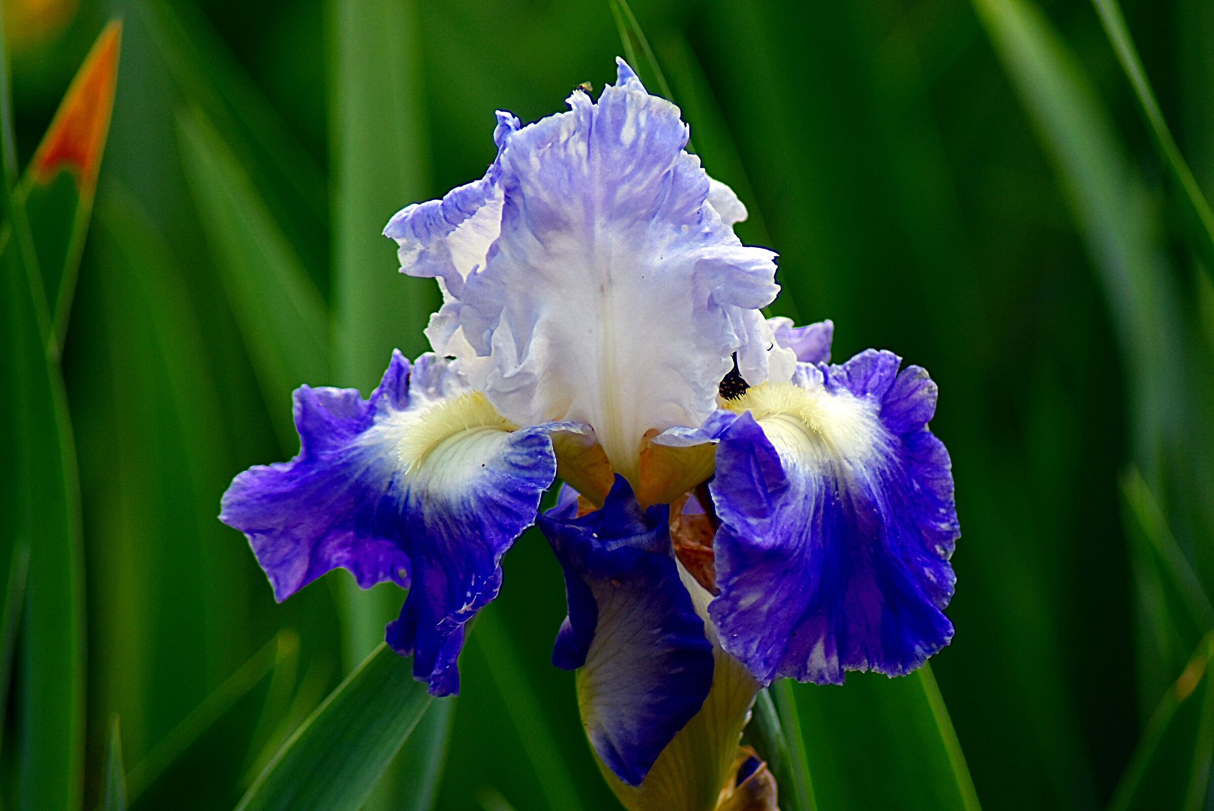 Visita al giardino degli iris