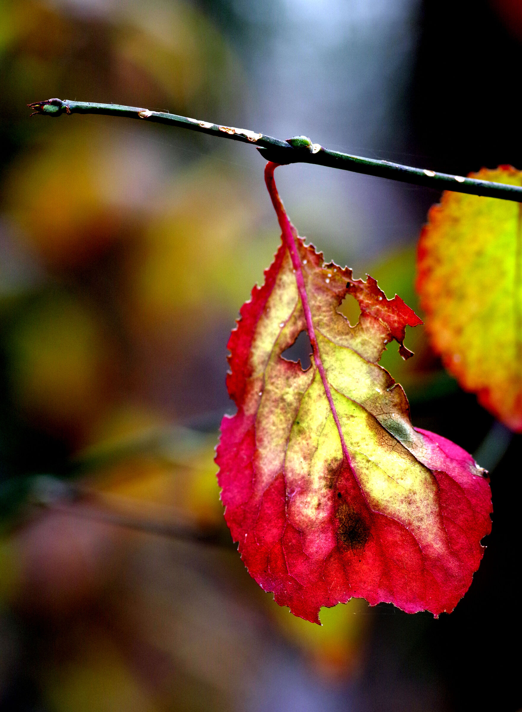 Colori d'autunno