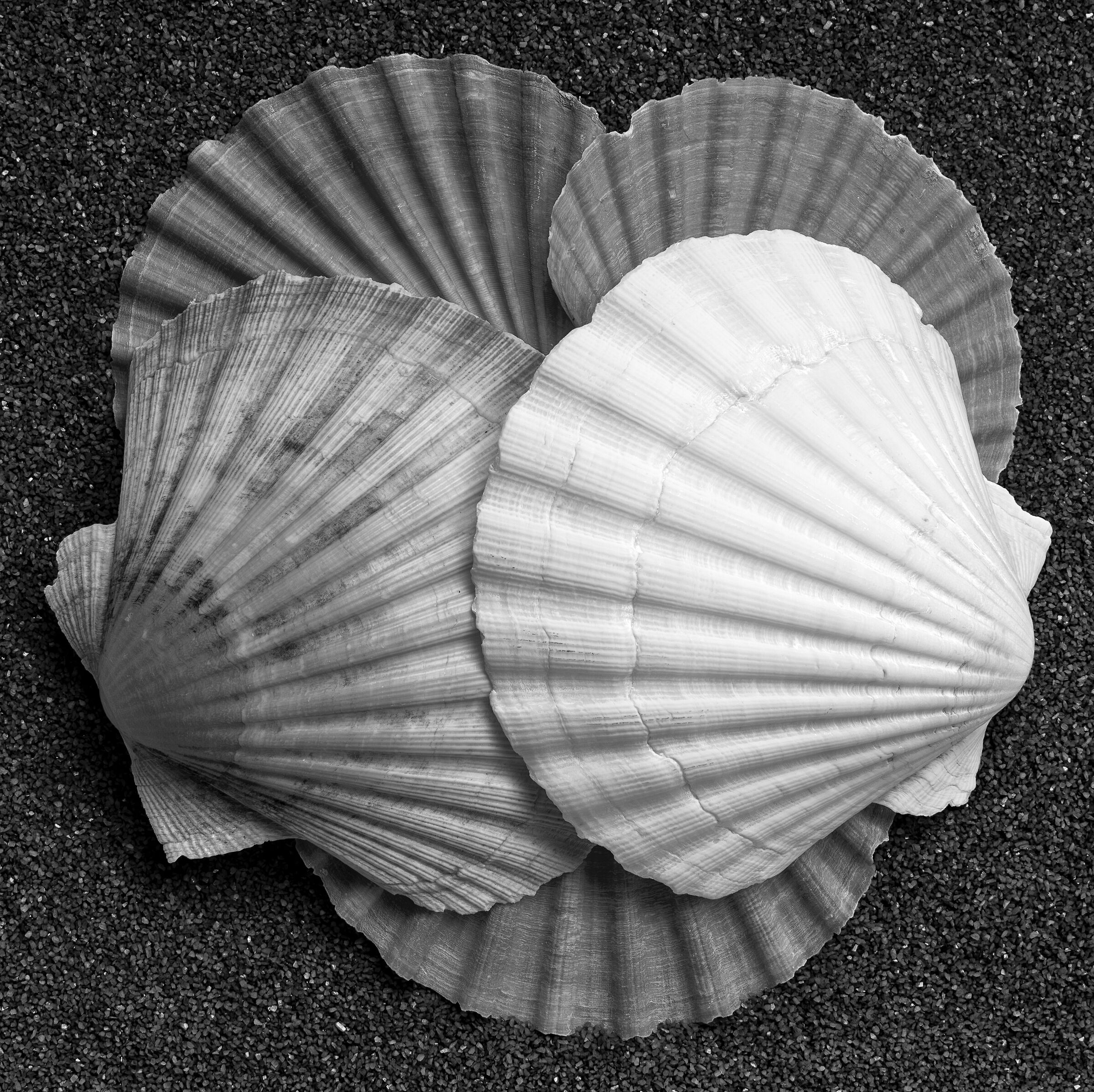 Harmony of shells