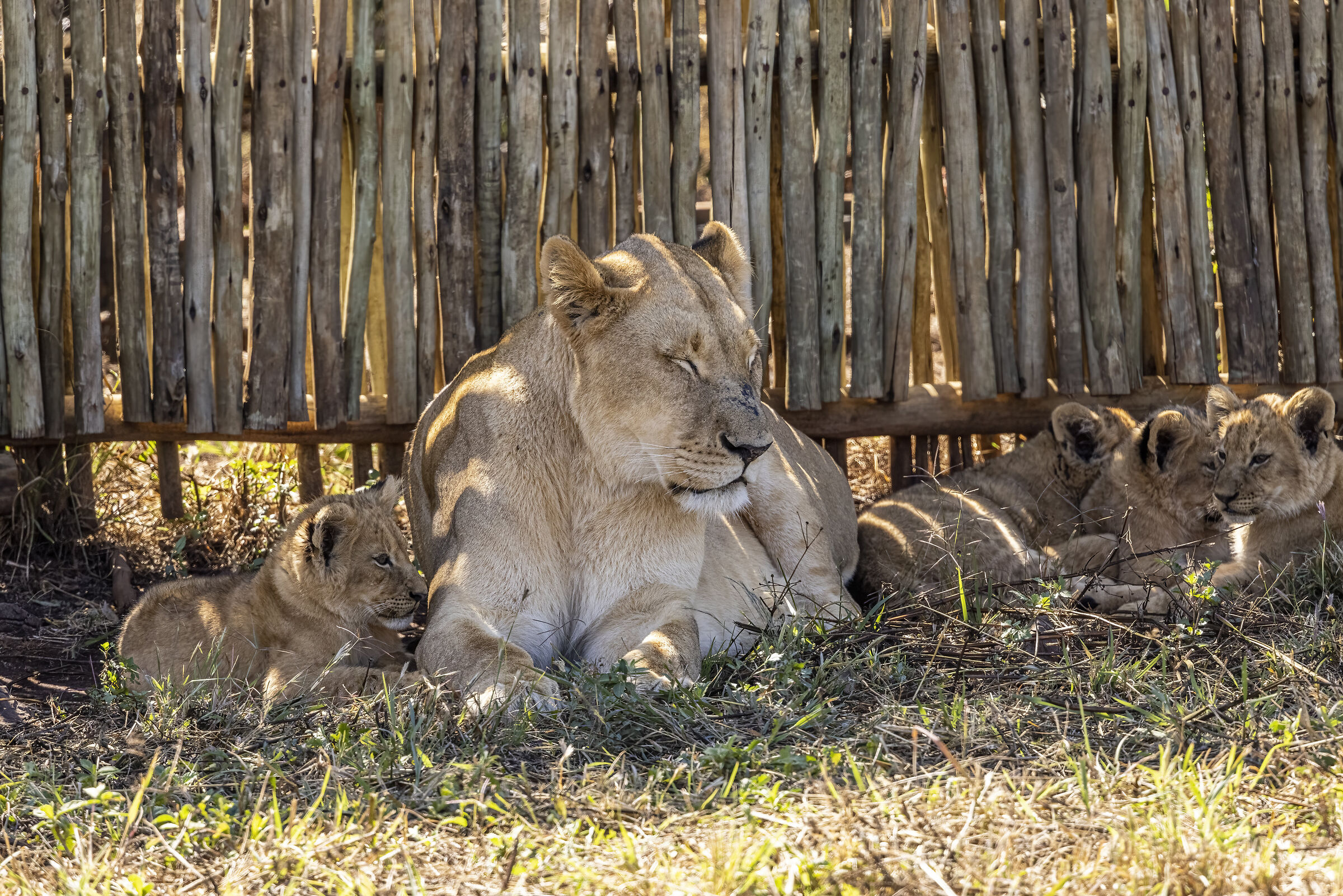 Lioness with lioncini