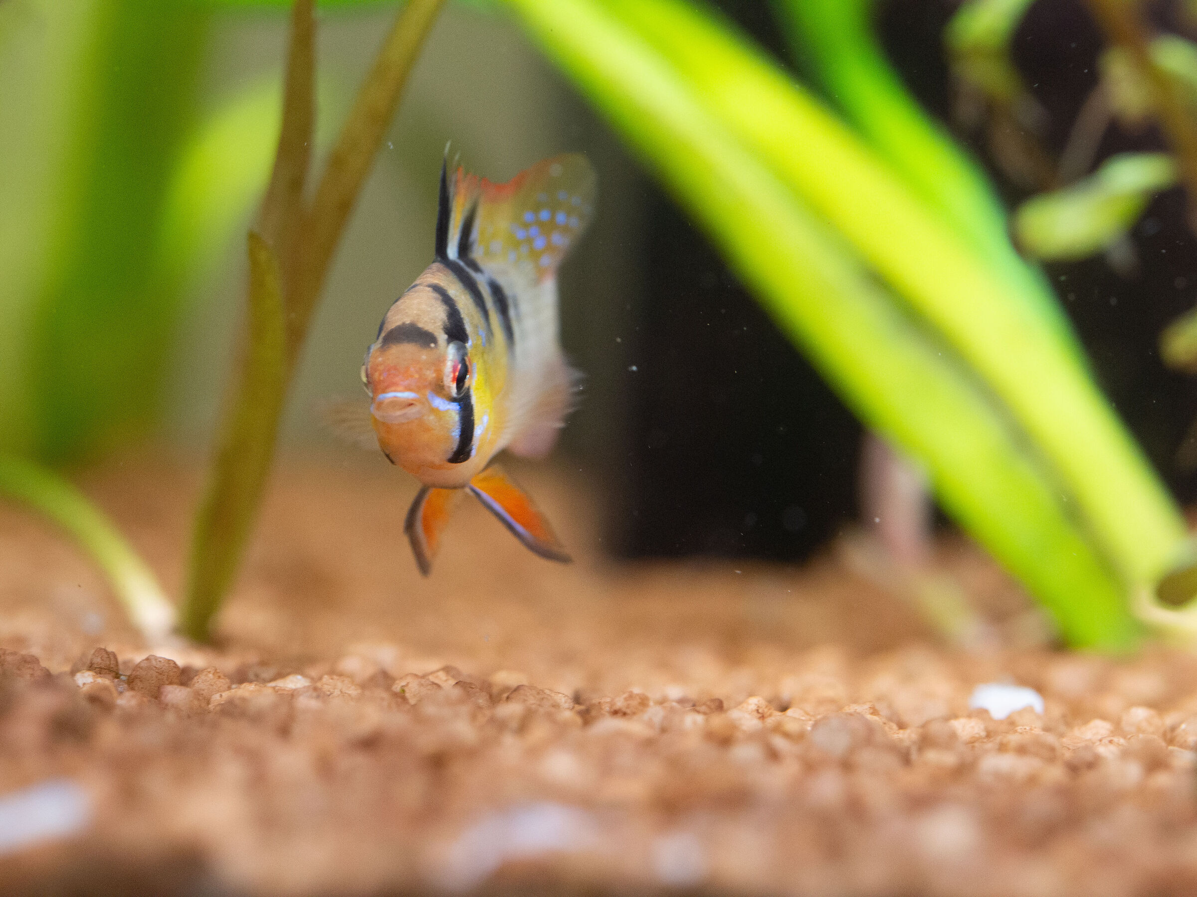 Microgeophagus ramizeri