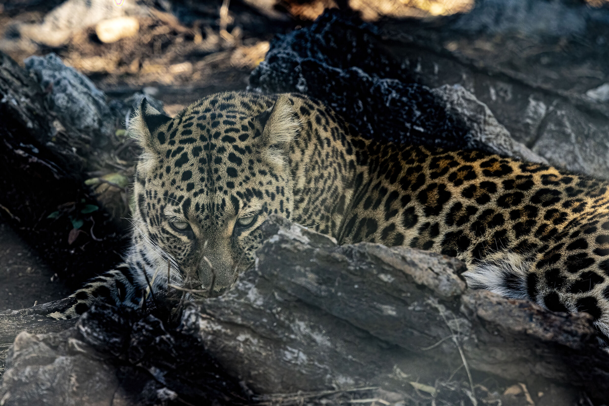 Leopard in the Shadows