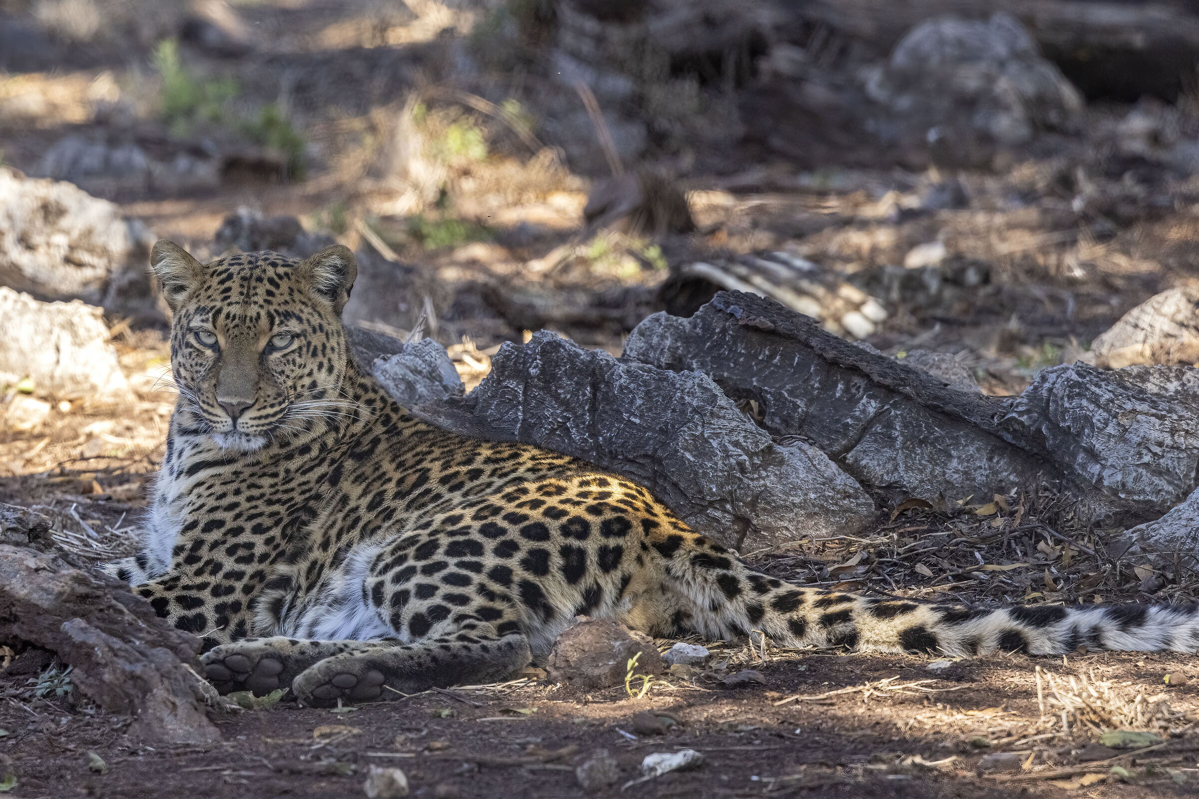 Leopard in the Shadows