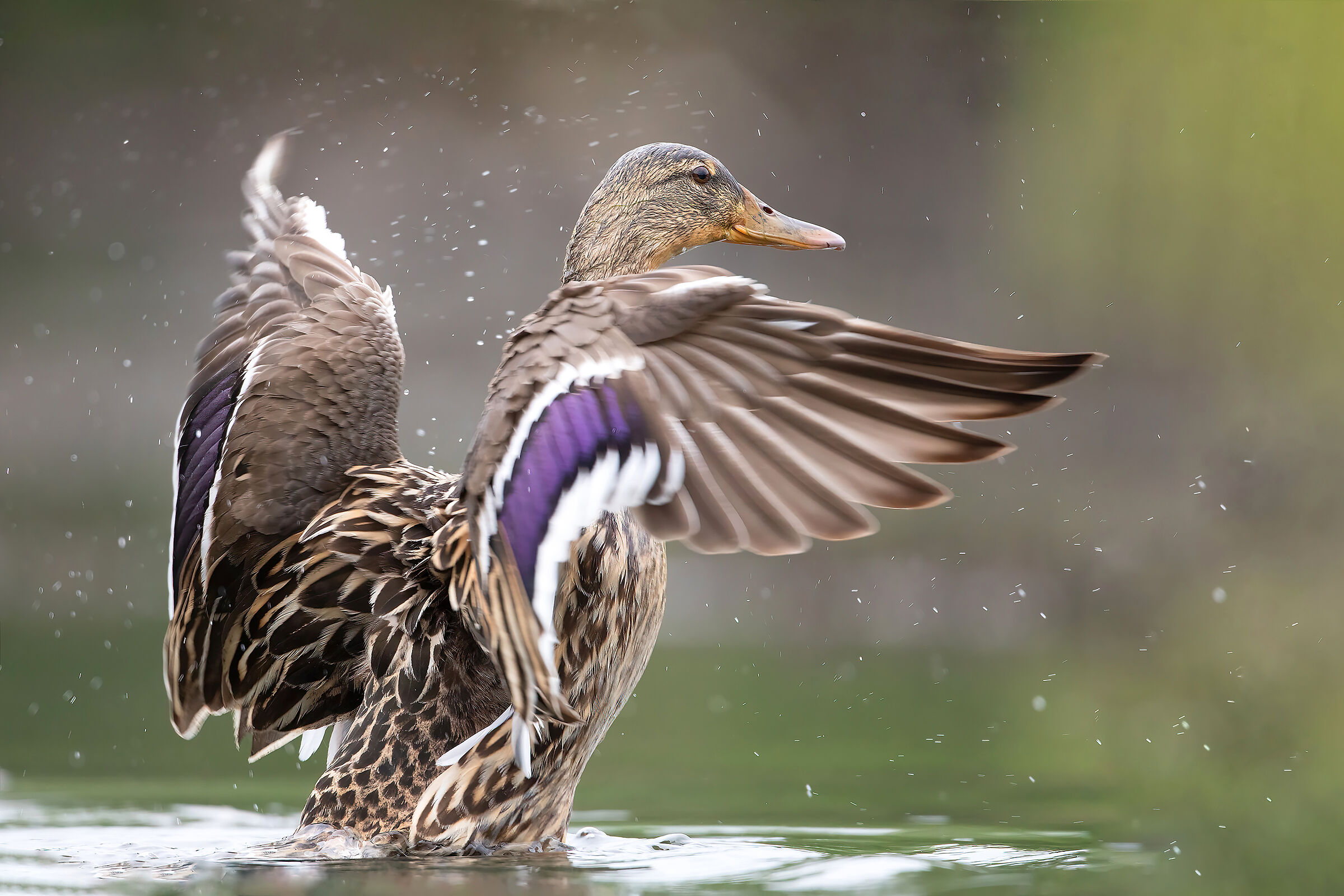 Germano reale femmina