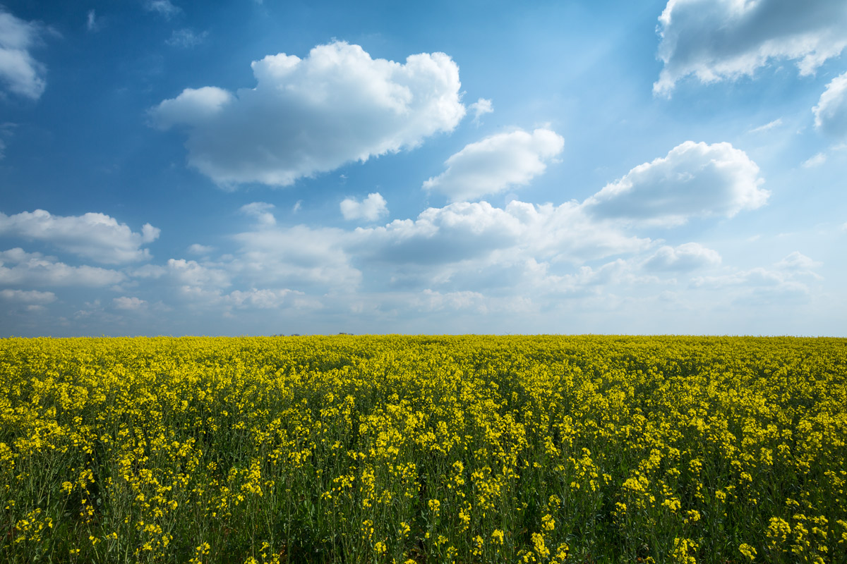 Yellow Rape Field