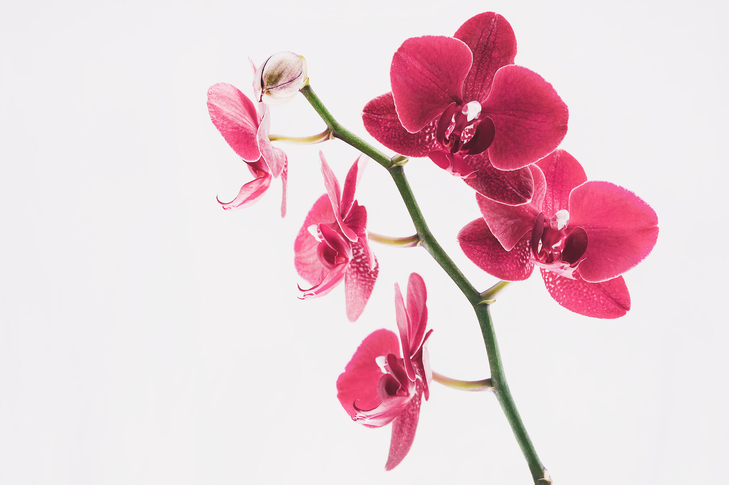 Orchid I