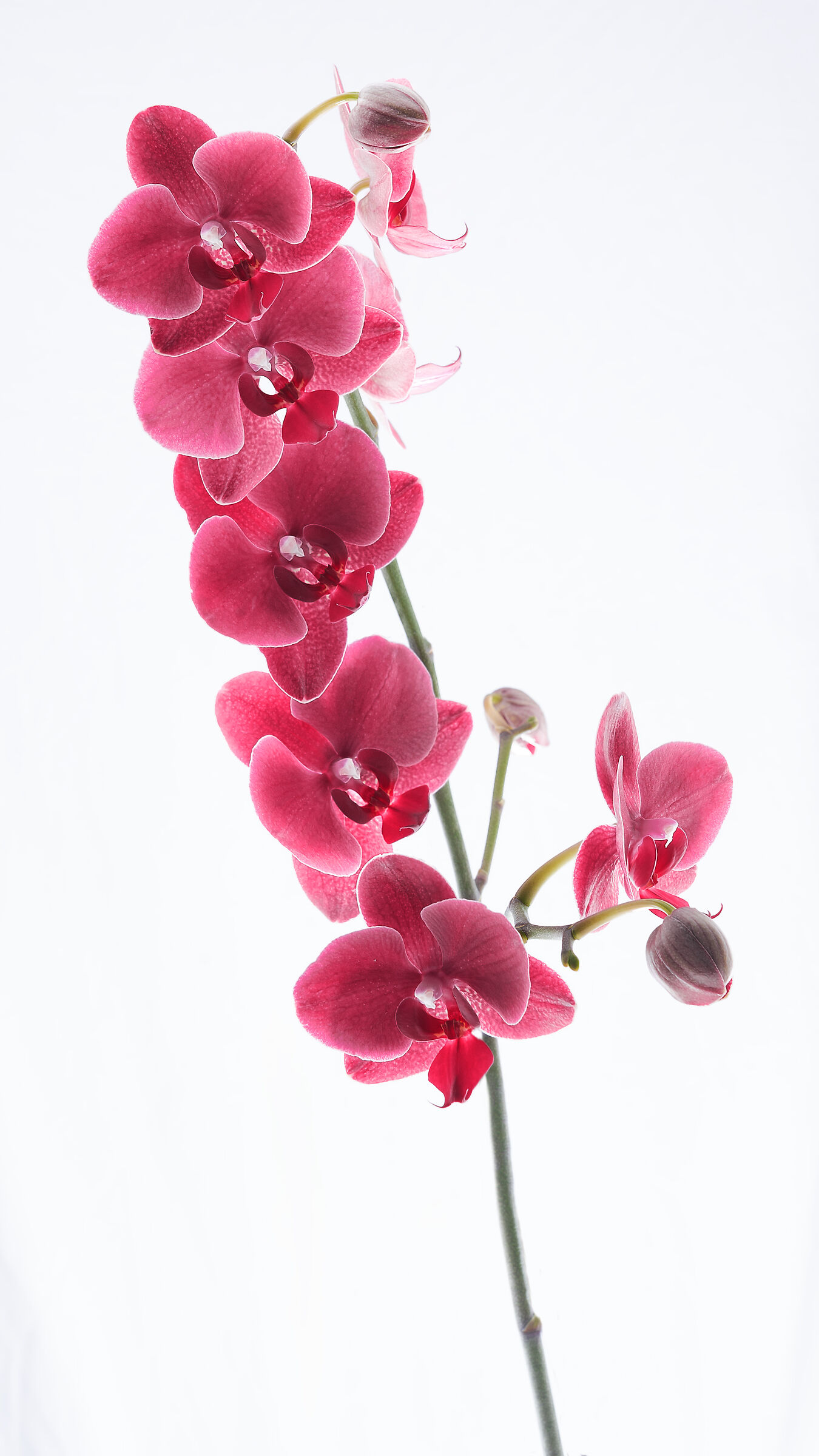 Orchid II