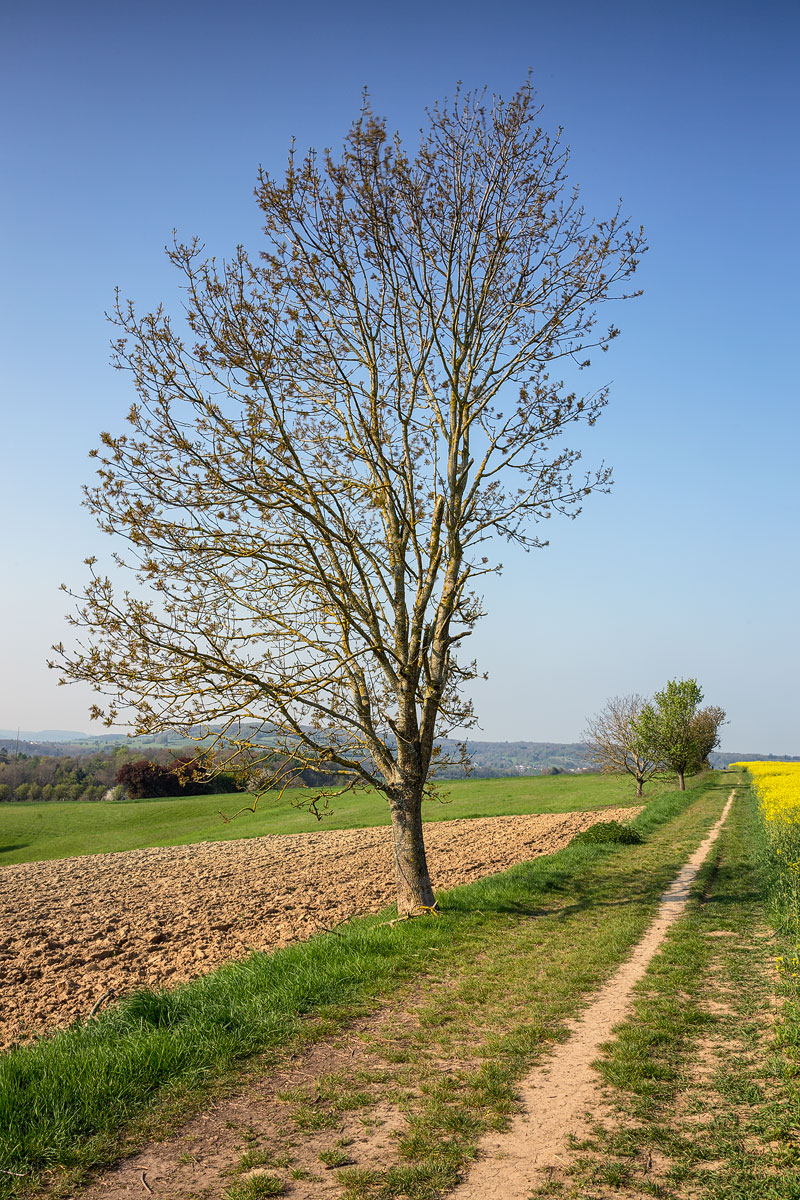 Lonely Tree