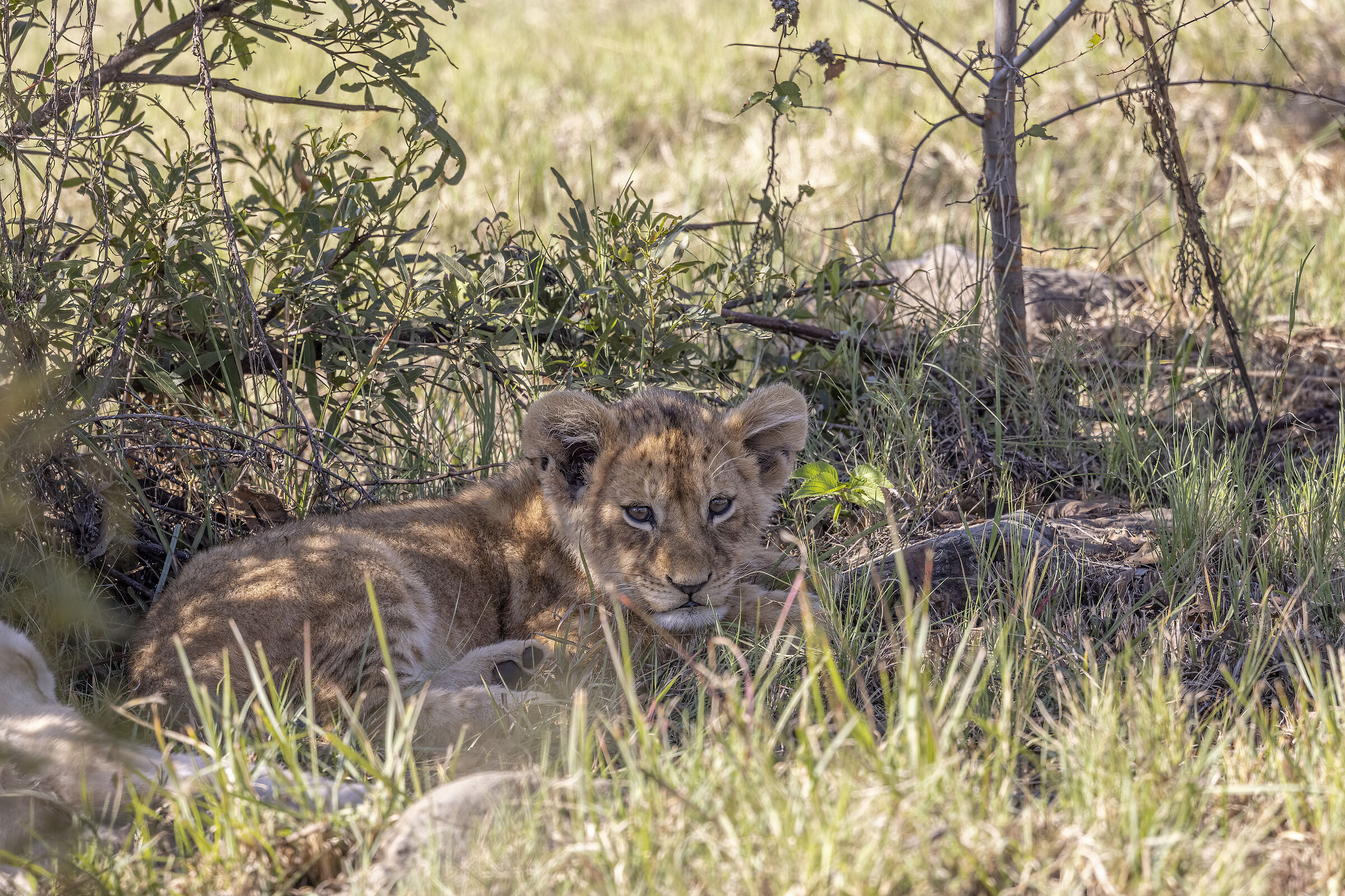 lion cub