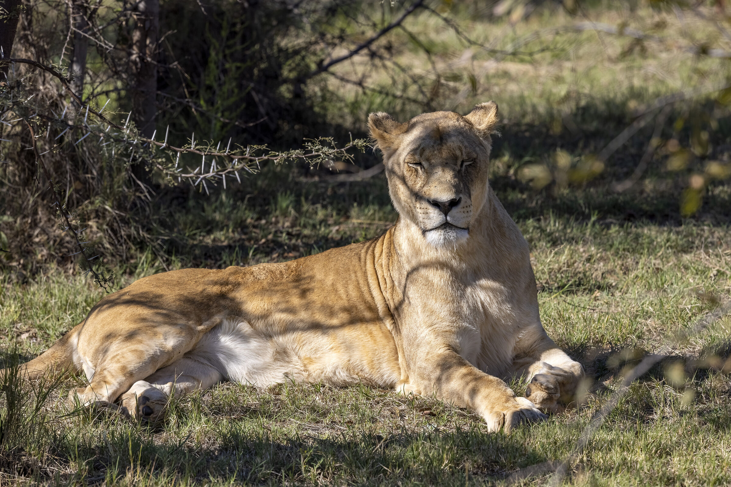 The Pride of the Lioness