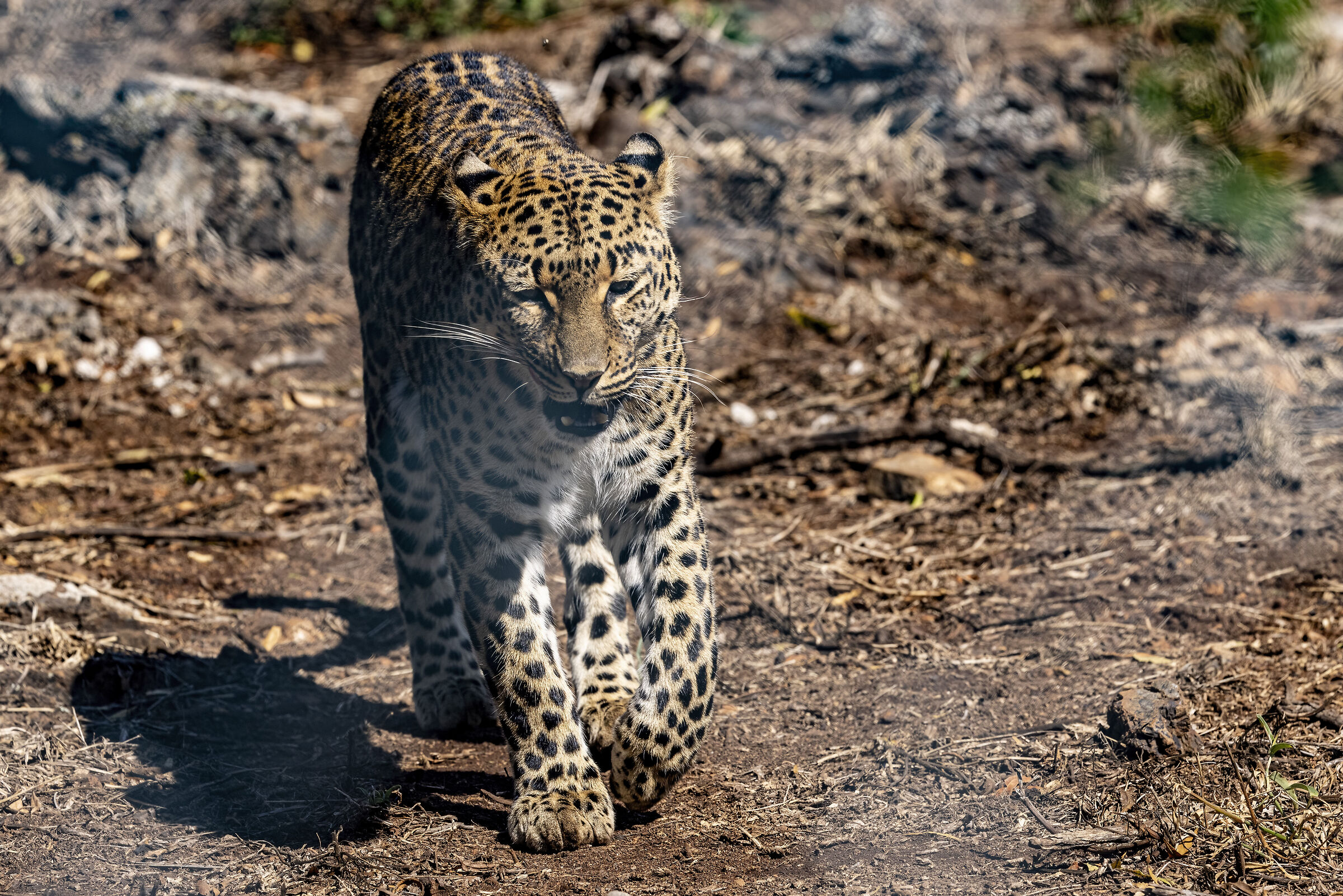 The Leopard's Walk