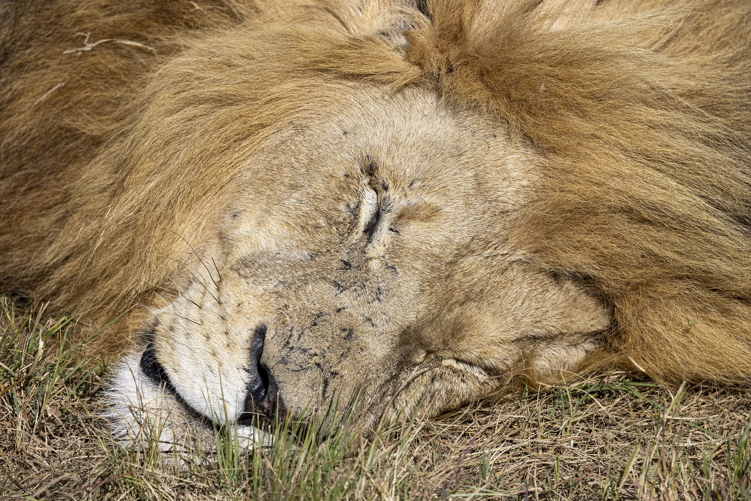 Lazy Lion....