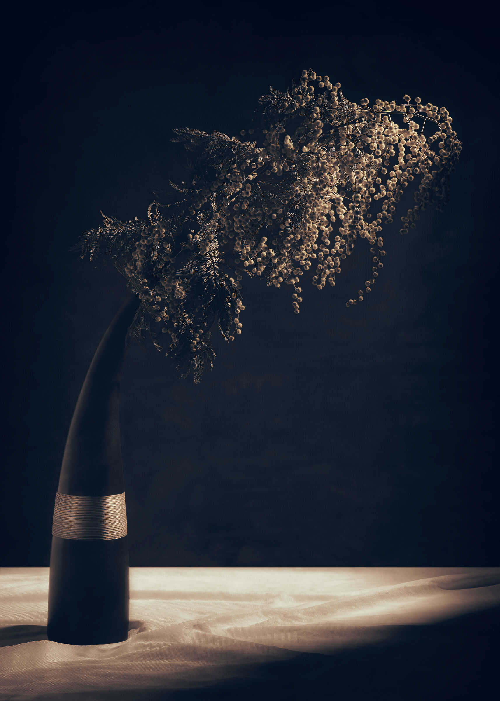 mimosa
