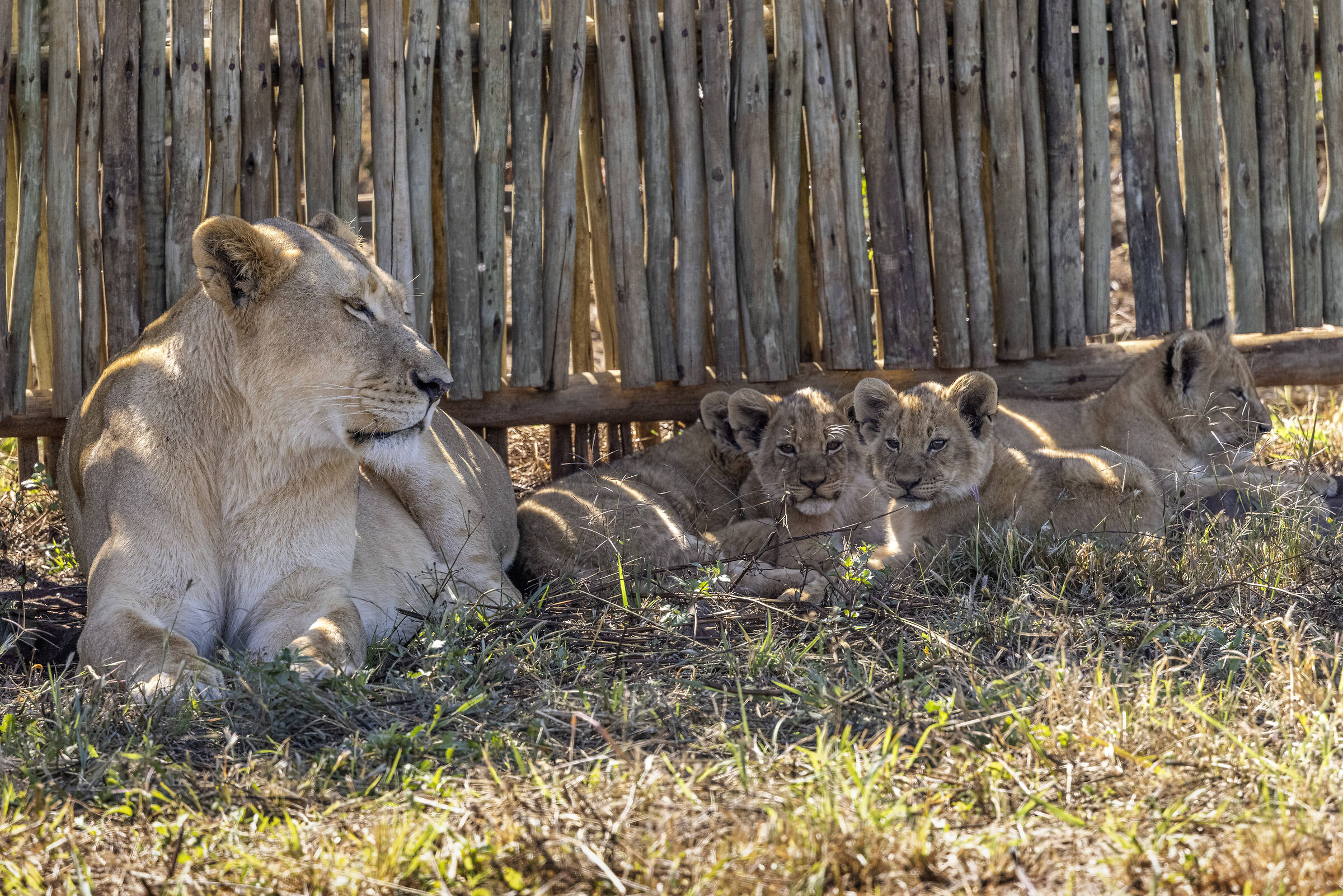 Lions Cubs and Mom