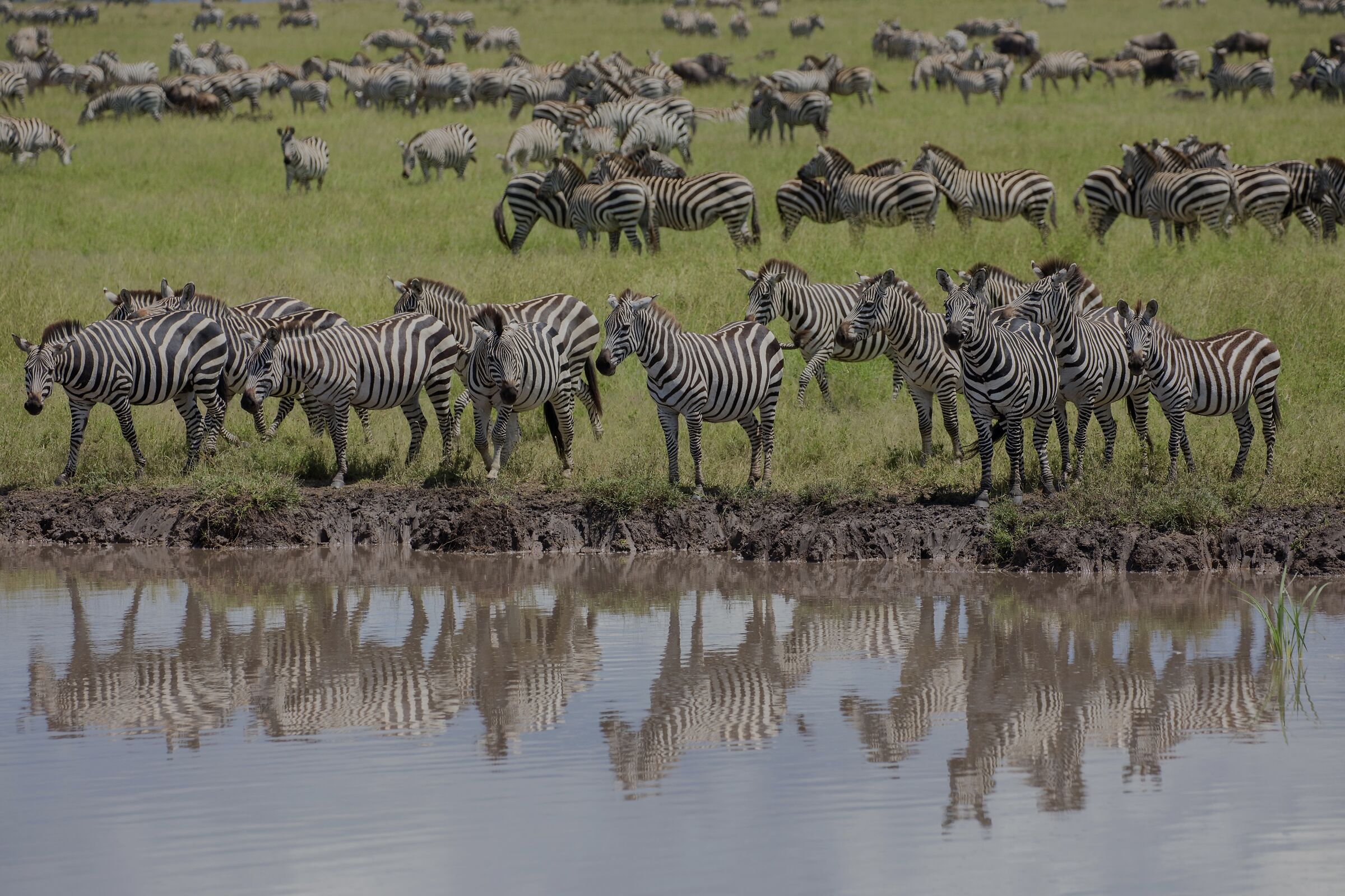 Mirror, mirror of my cravings...