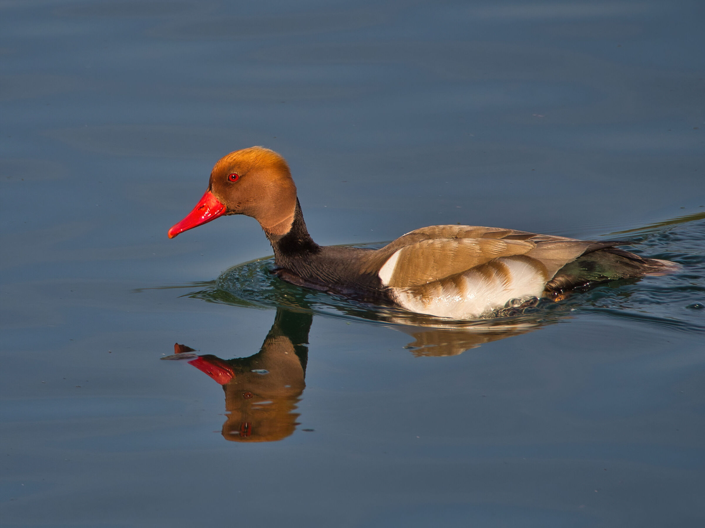 red-crested pochard