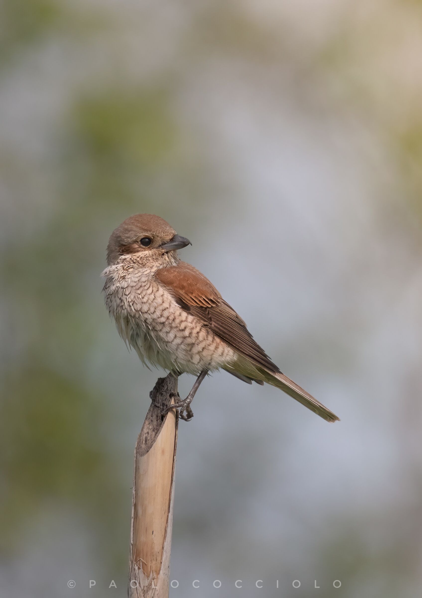 Averla piccola in pianura