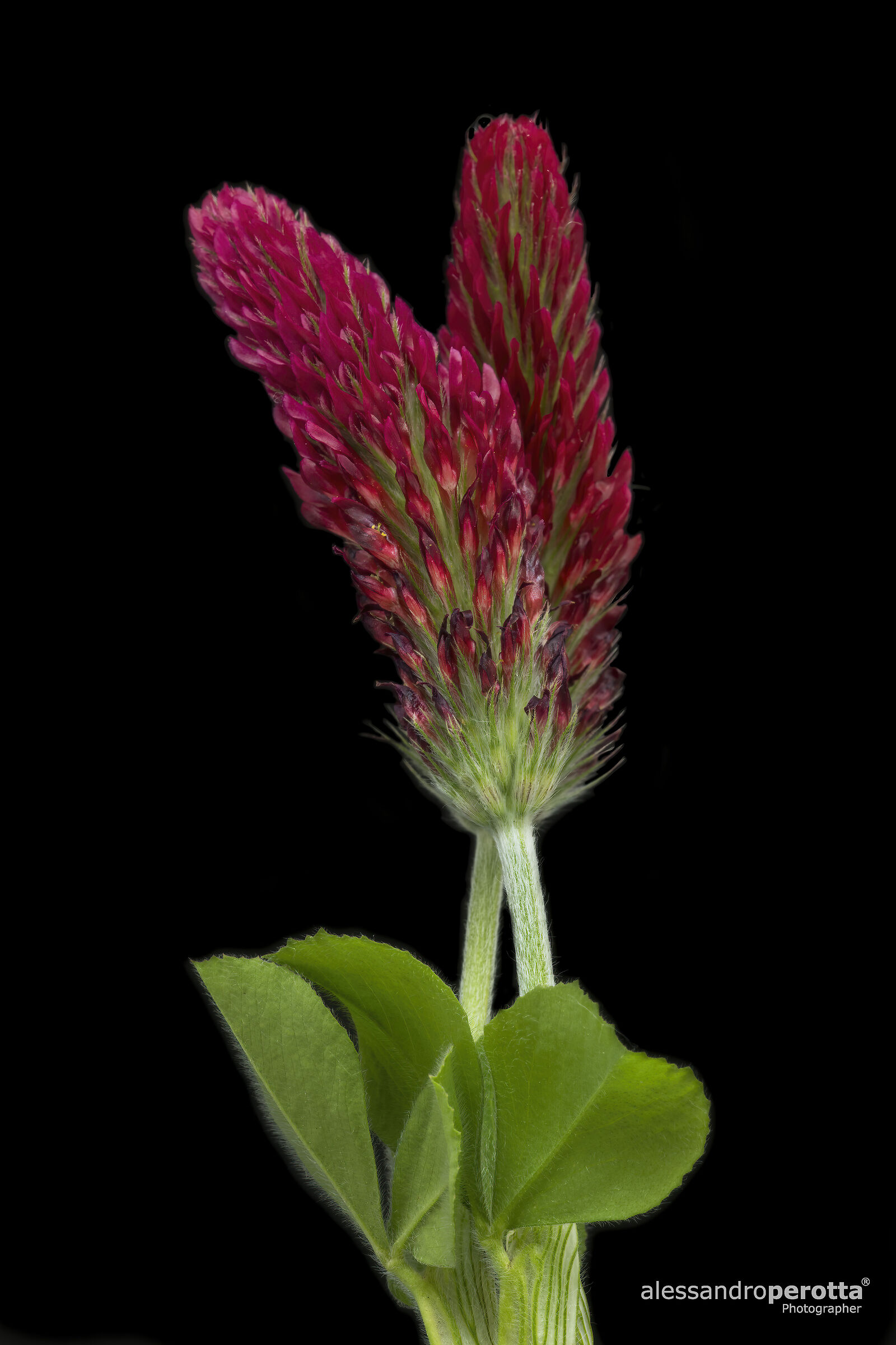 Trifolium incarnatum
