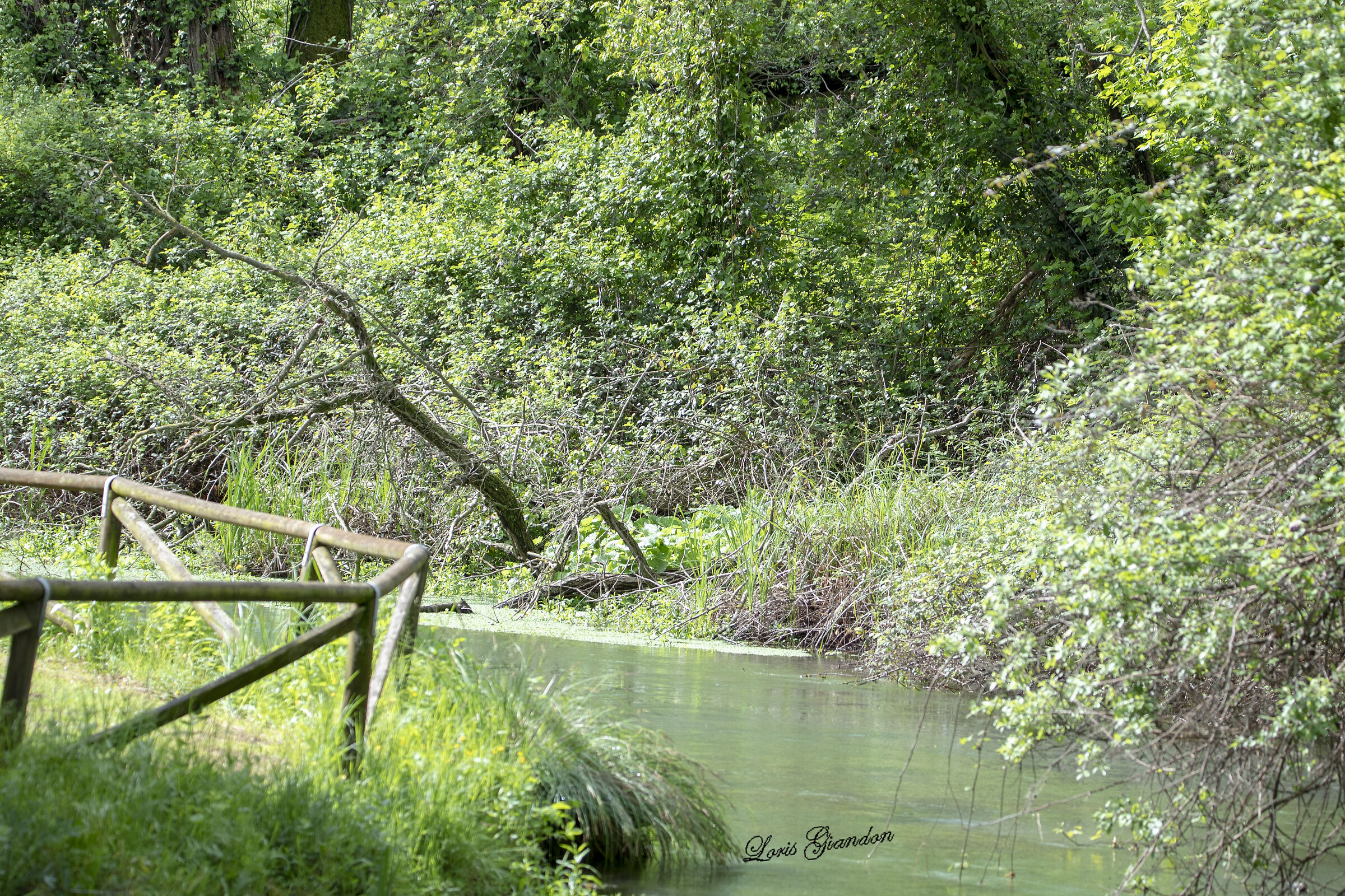 sile oasi cervara