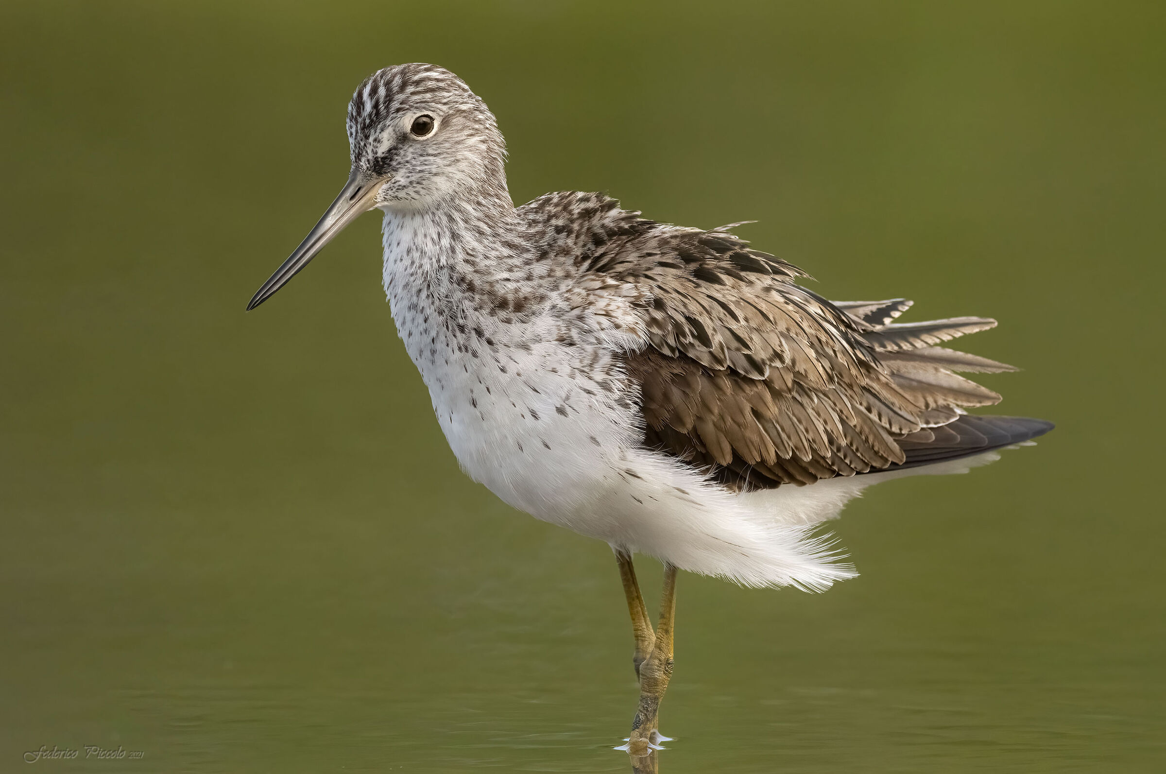 greenshank