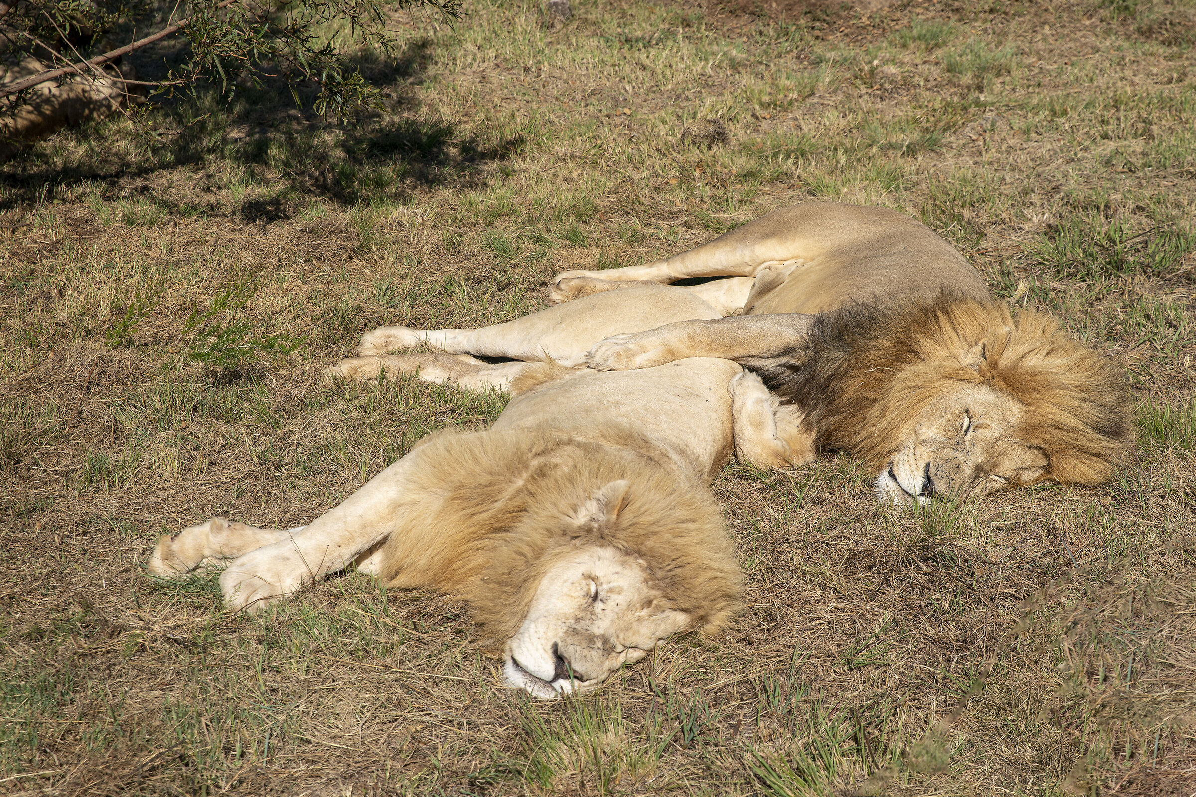 Lions' Lazy