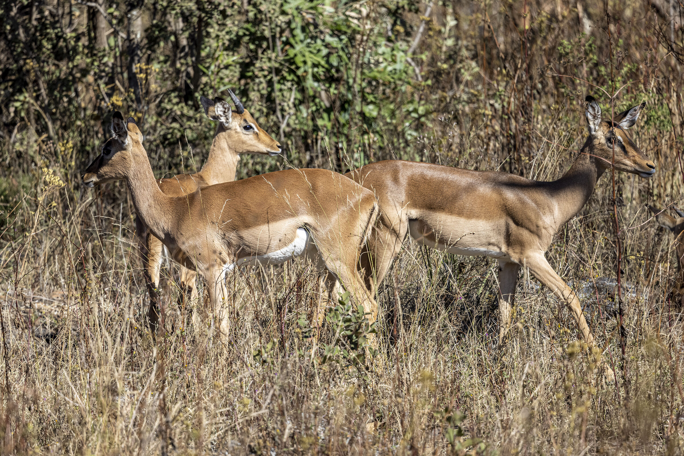 gazelles