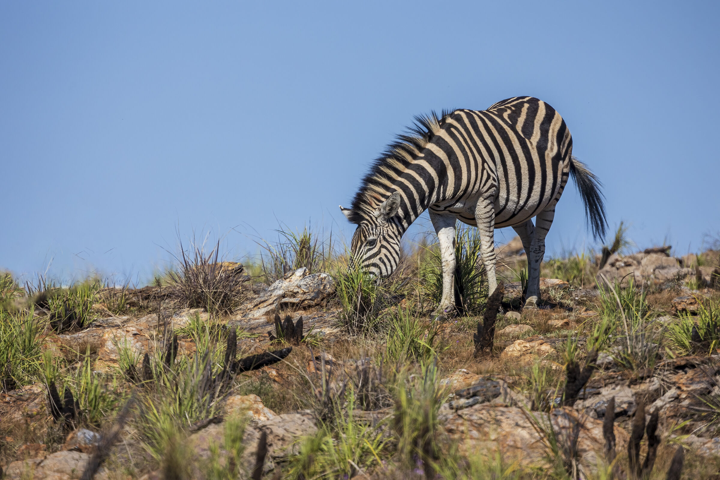 Zebra on the Hill