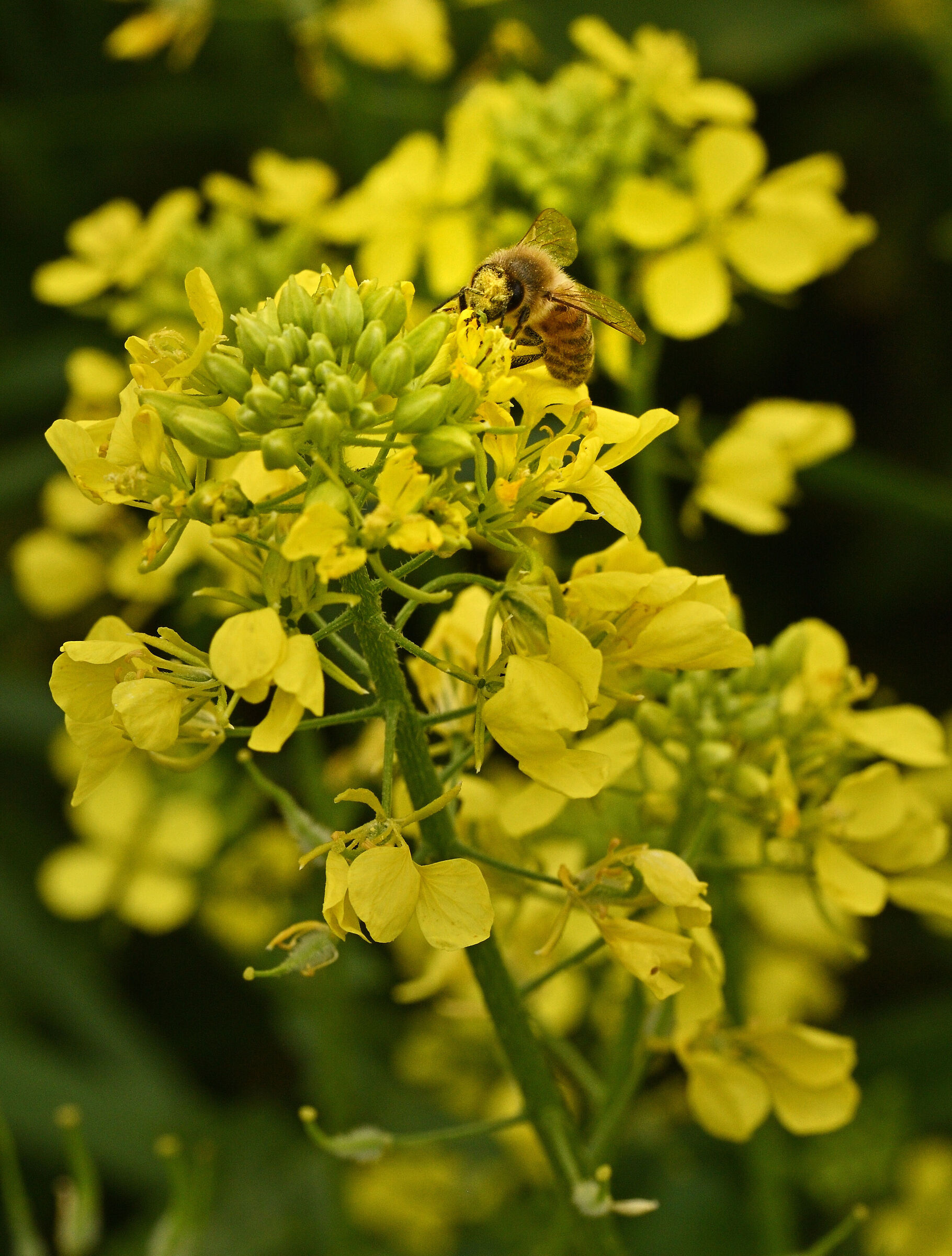 Chi va al mulino s'infarina