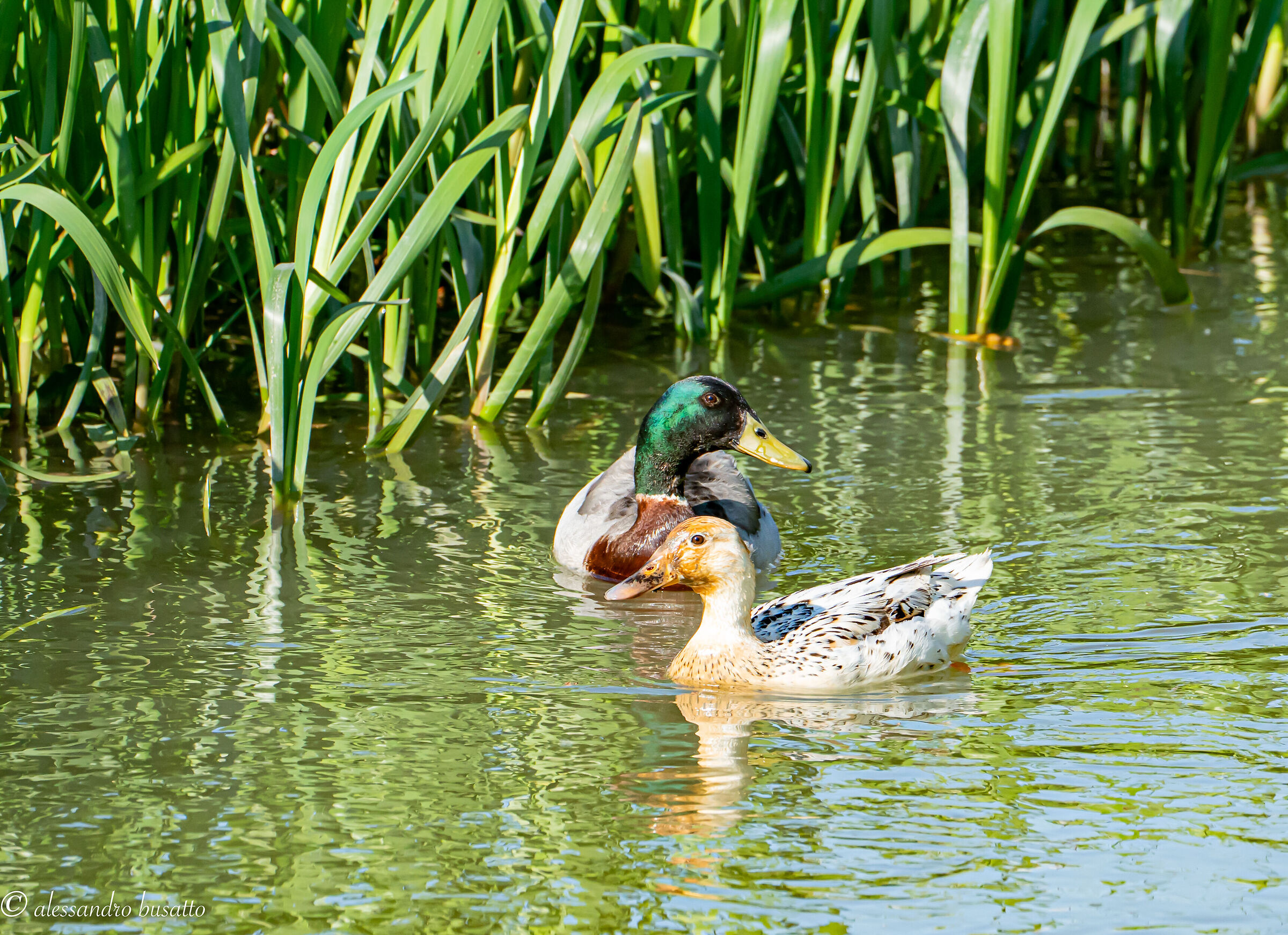 Simple ducks