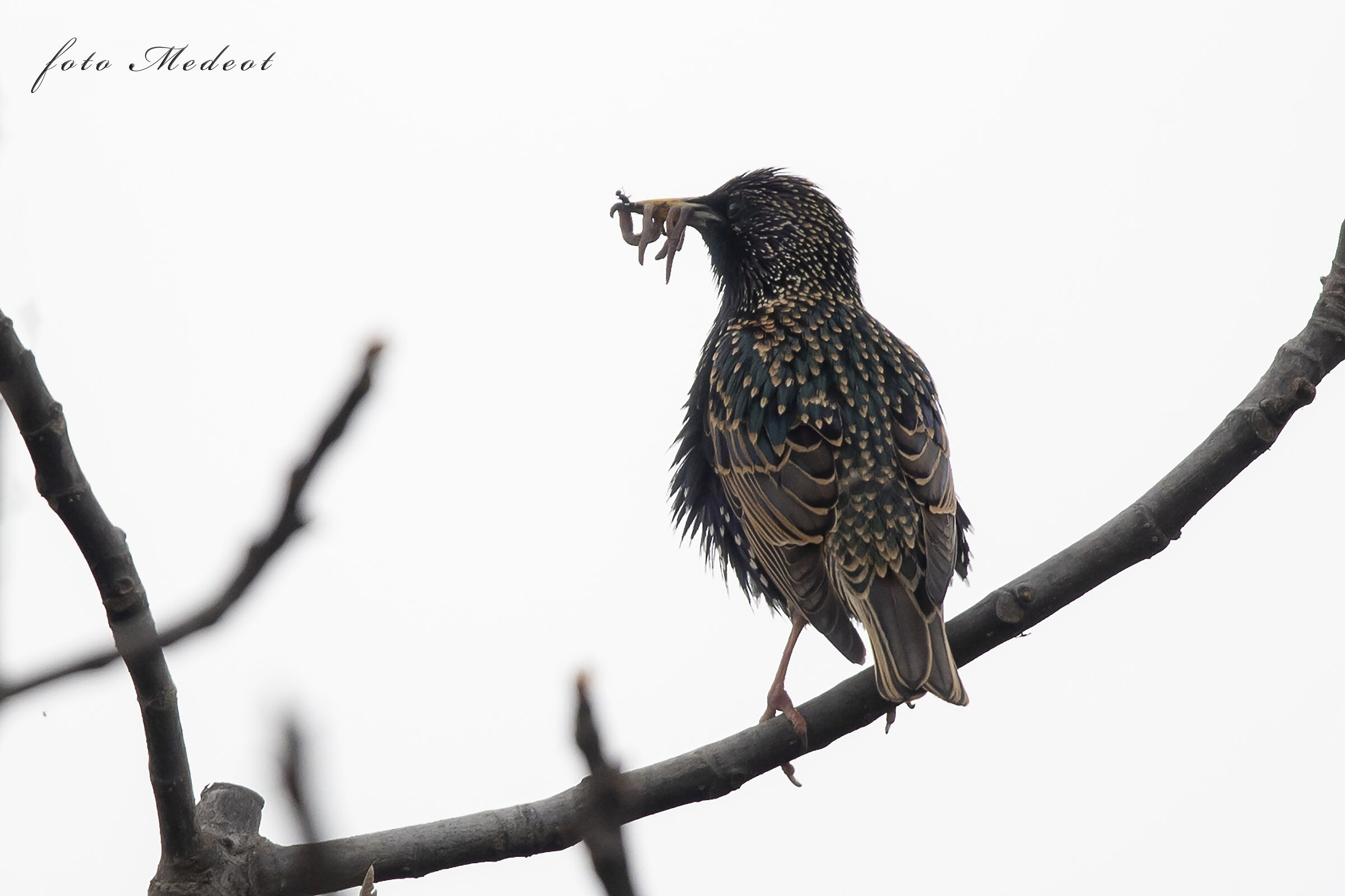 Lo storno col pranzo