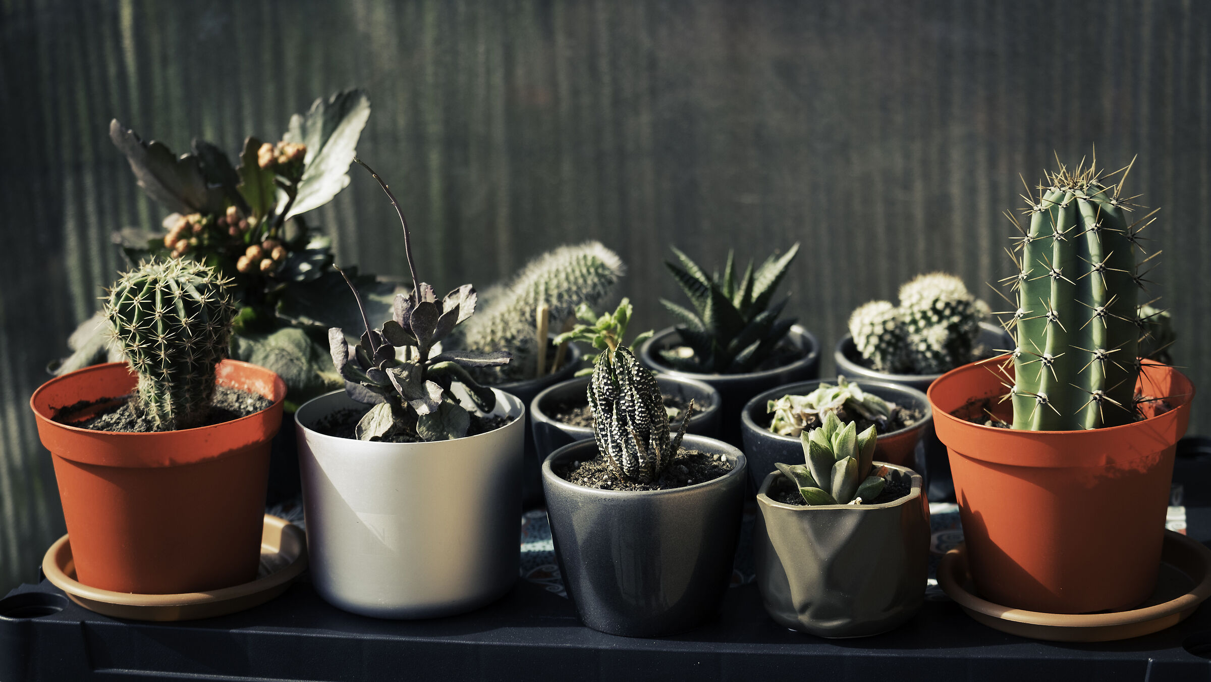 cactus